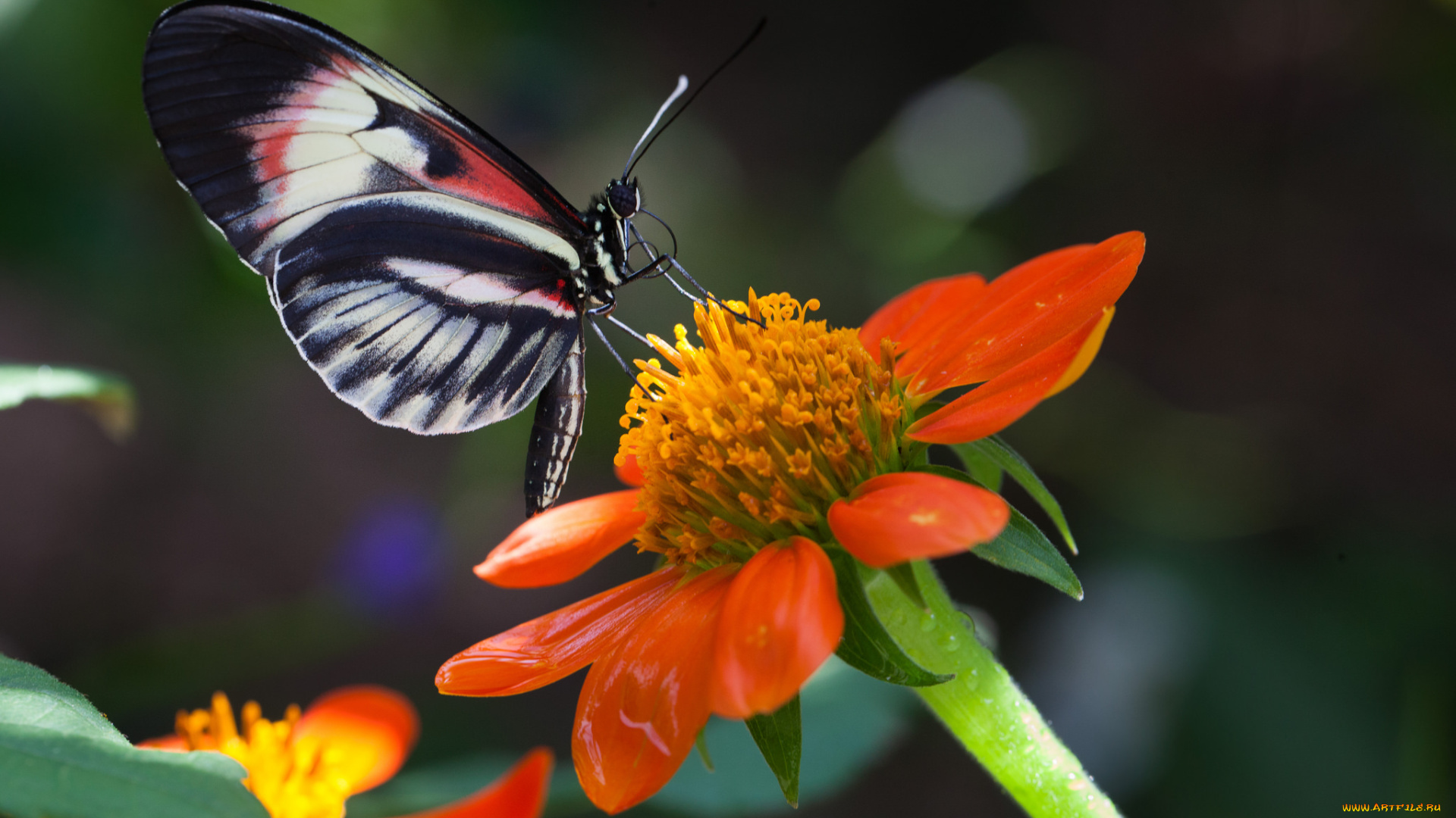 животные, бабочки, роса, цветок, бабочка