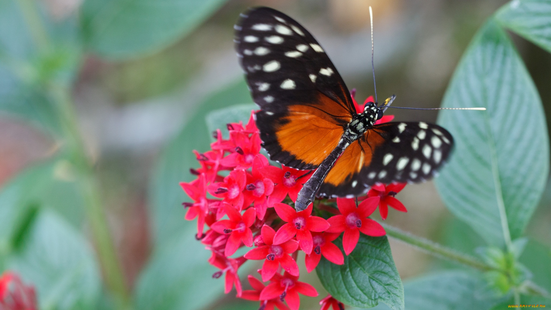 животные, бабочки, яркая, крылья, бабочка