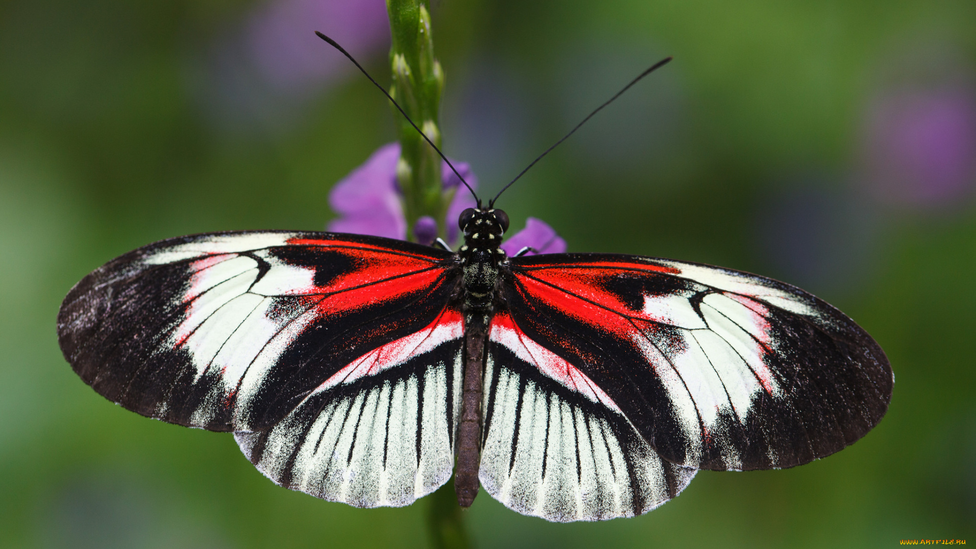 животные, бабочки, яркая, крылья, бабочка