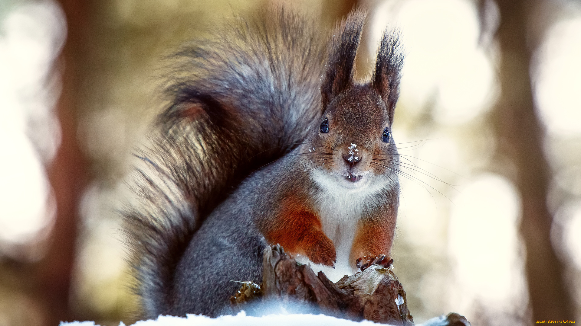 животные, белки, белка, нос, шубка, снег, зима