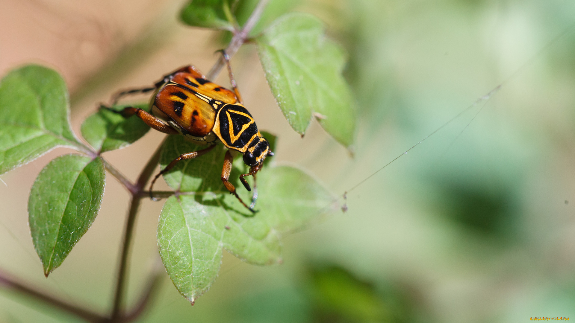 животные, насекомые, фон, листья, насекомое, жук, макро