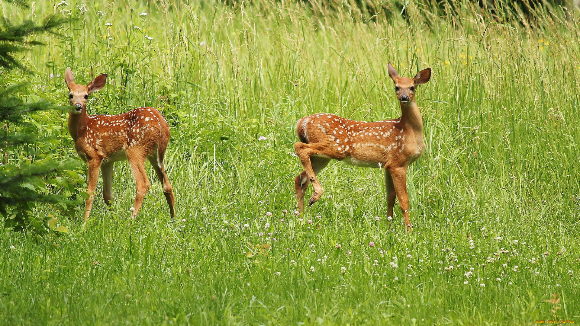 животные, олени, трава, оленята, зелень, пара, луг