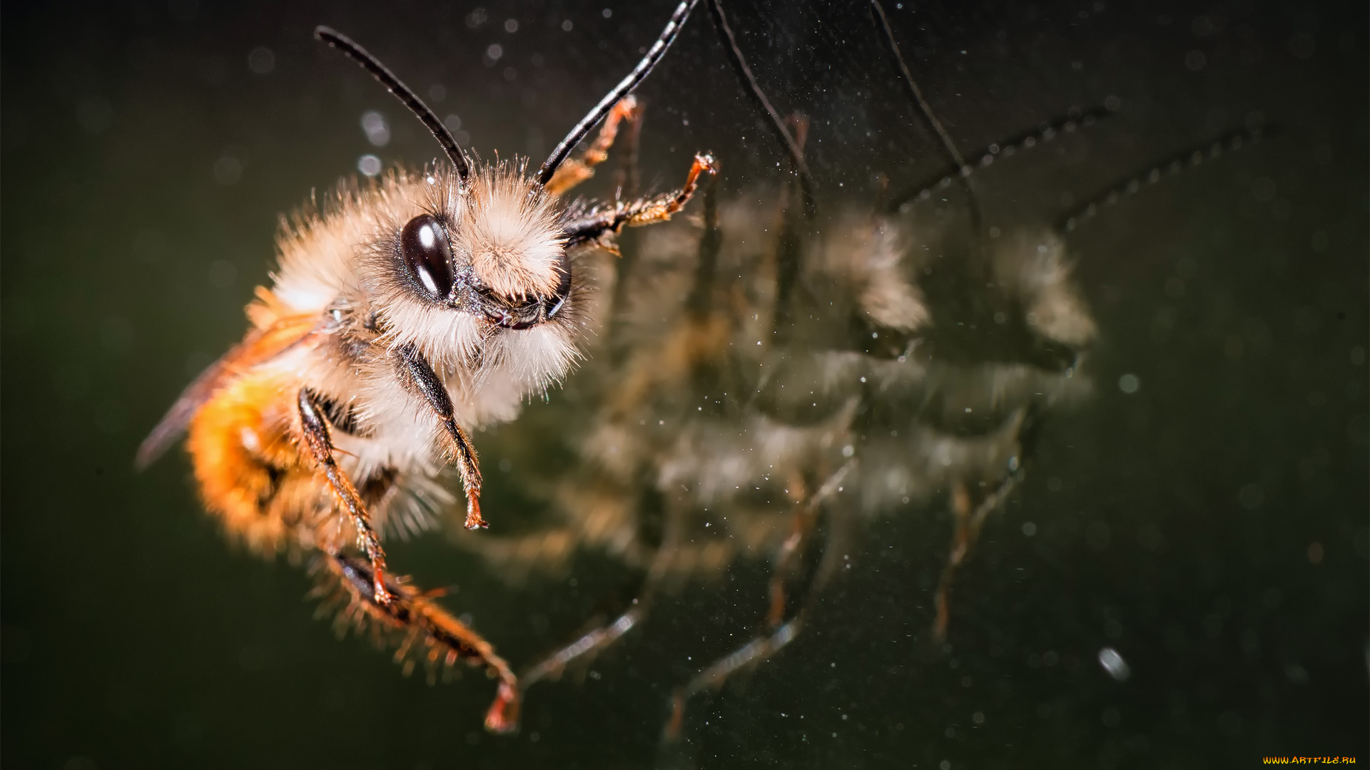 животные, пчелы, , осы, , шмели, пчела, отражения, стекло