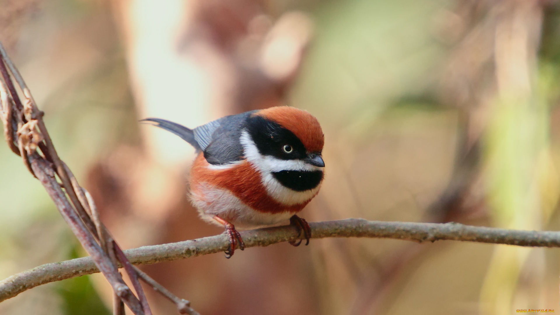 животные, синицы, , лазоревки, длиннохвостая, рыжеголовая, мелкая, певчая, птица, синица