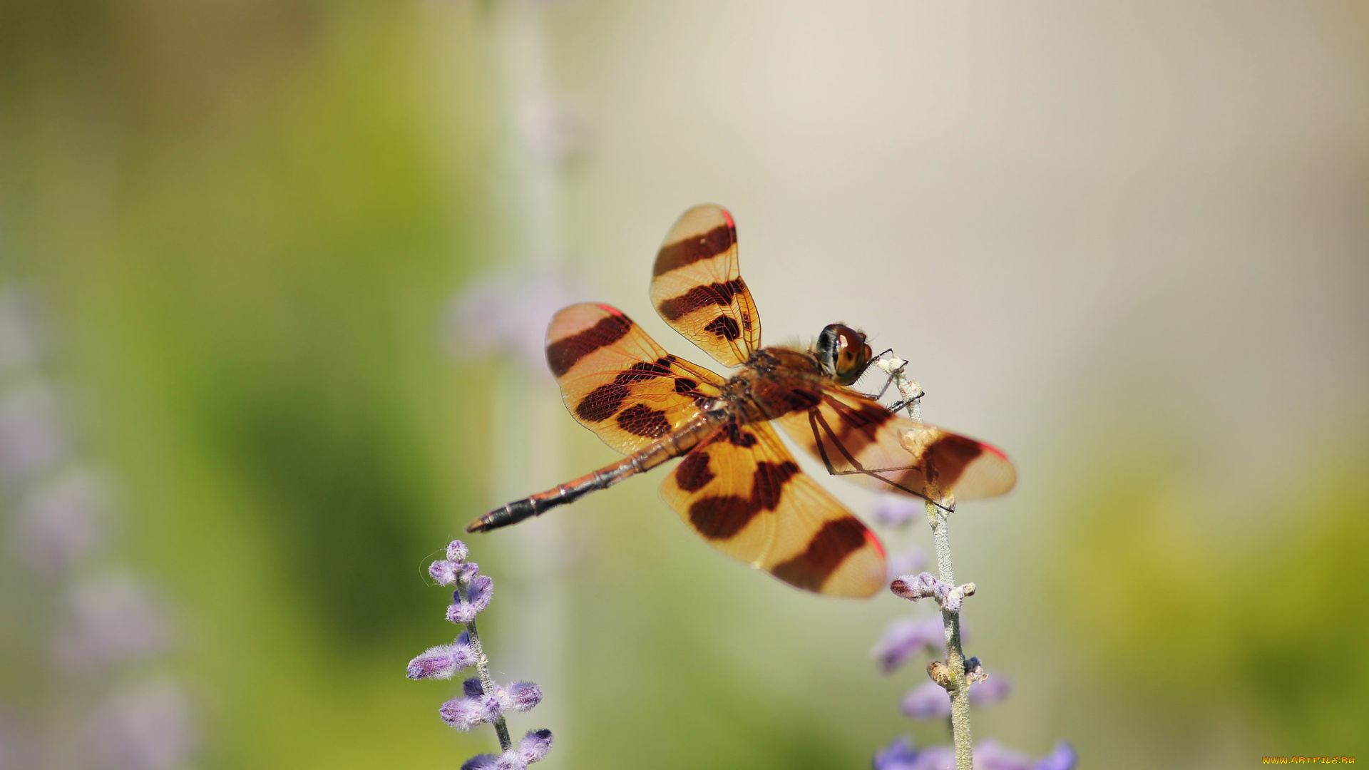 животные, стрекозы, цветы, крылья, стрекоза, макро, насекомое, пятнистые