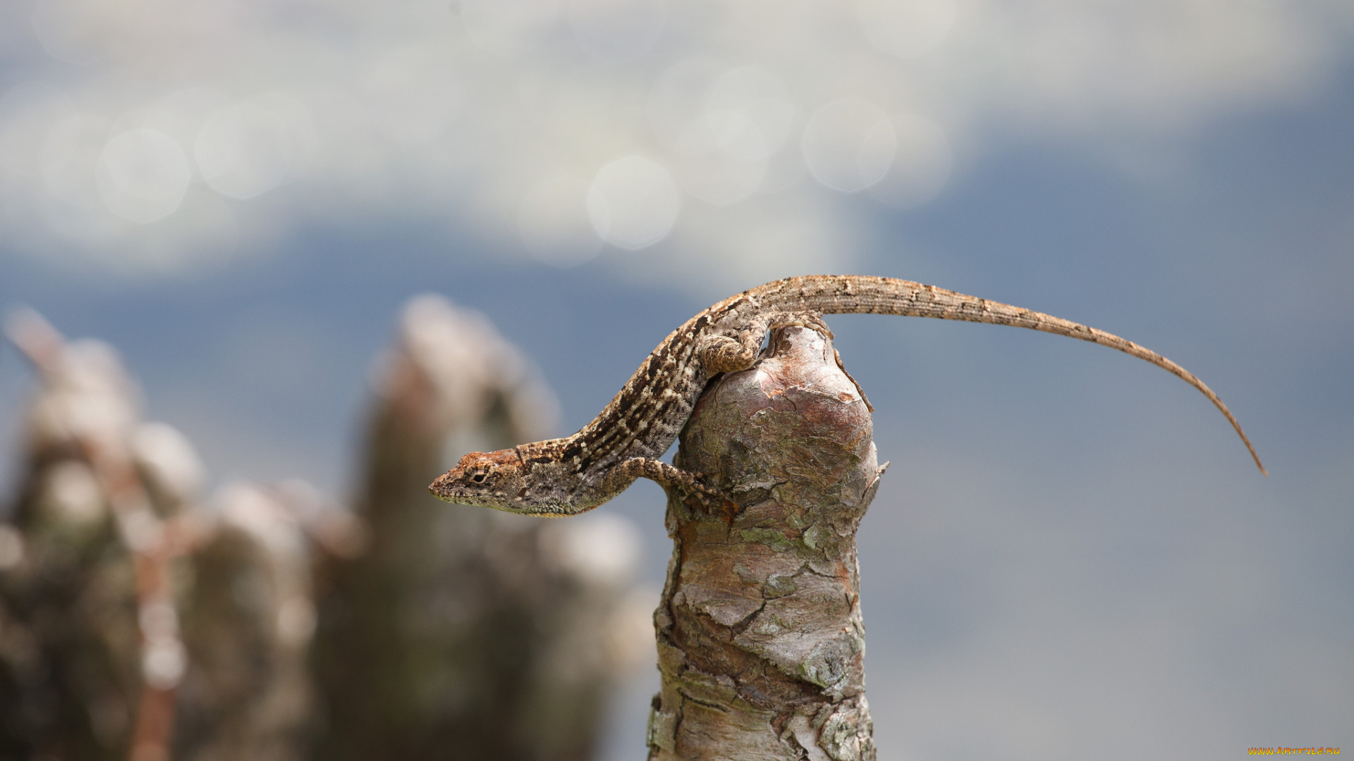 животные, Ящерицы, , игуаны, , вараны, сук, хвост, ящерица