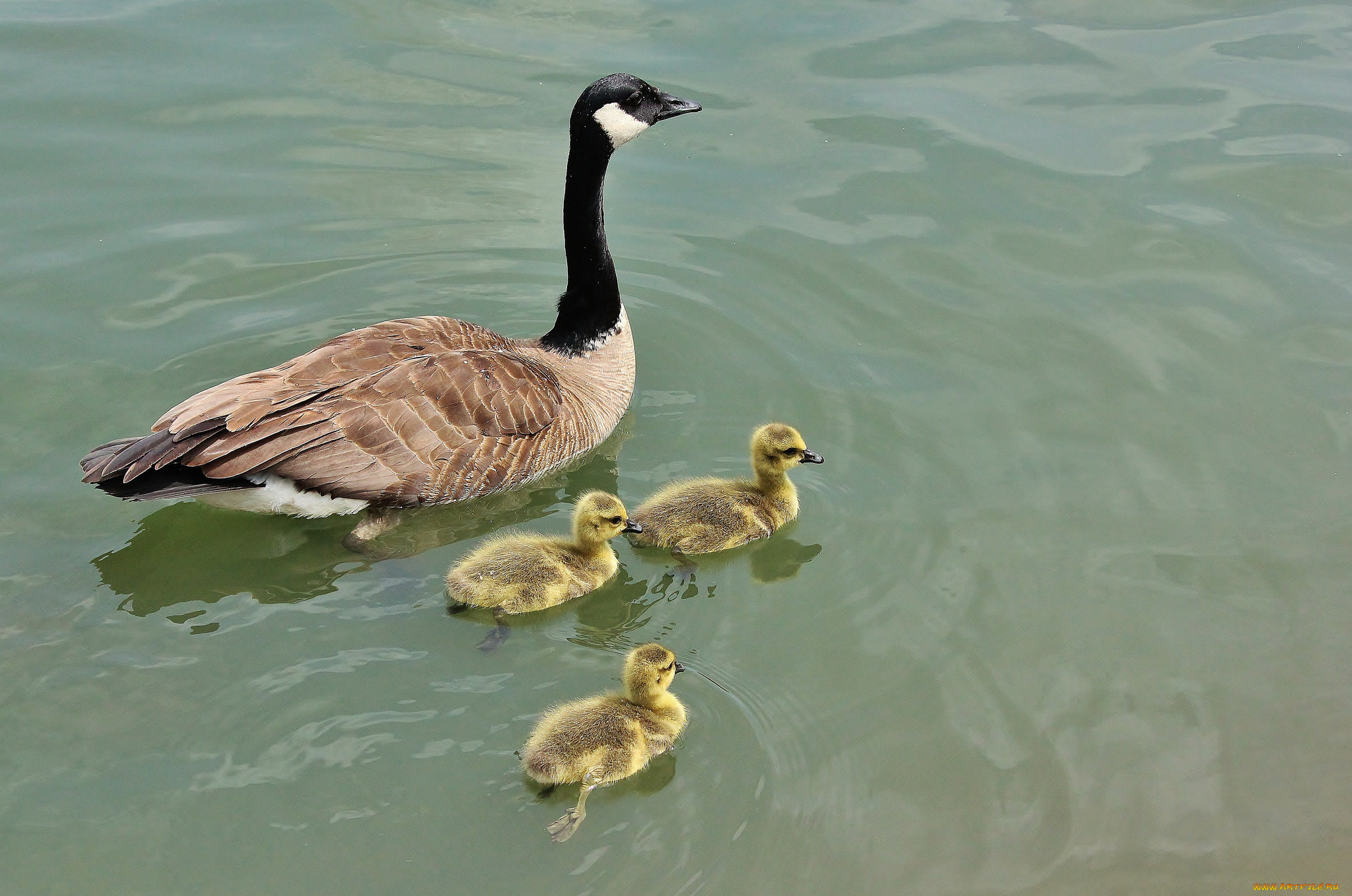 животные, гуси, плывут, вода, дети, мама, трое, гусята