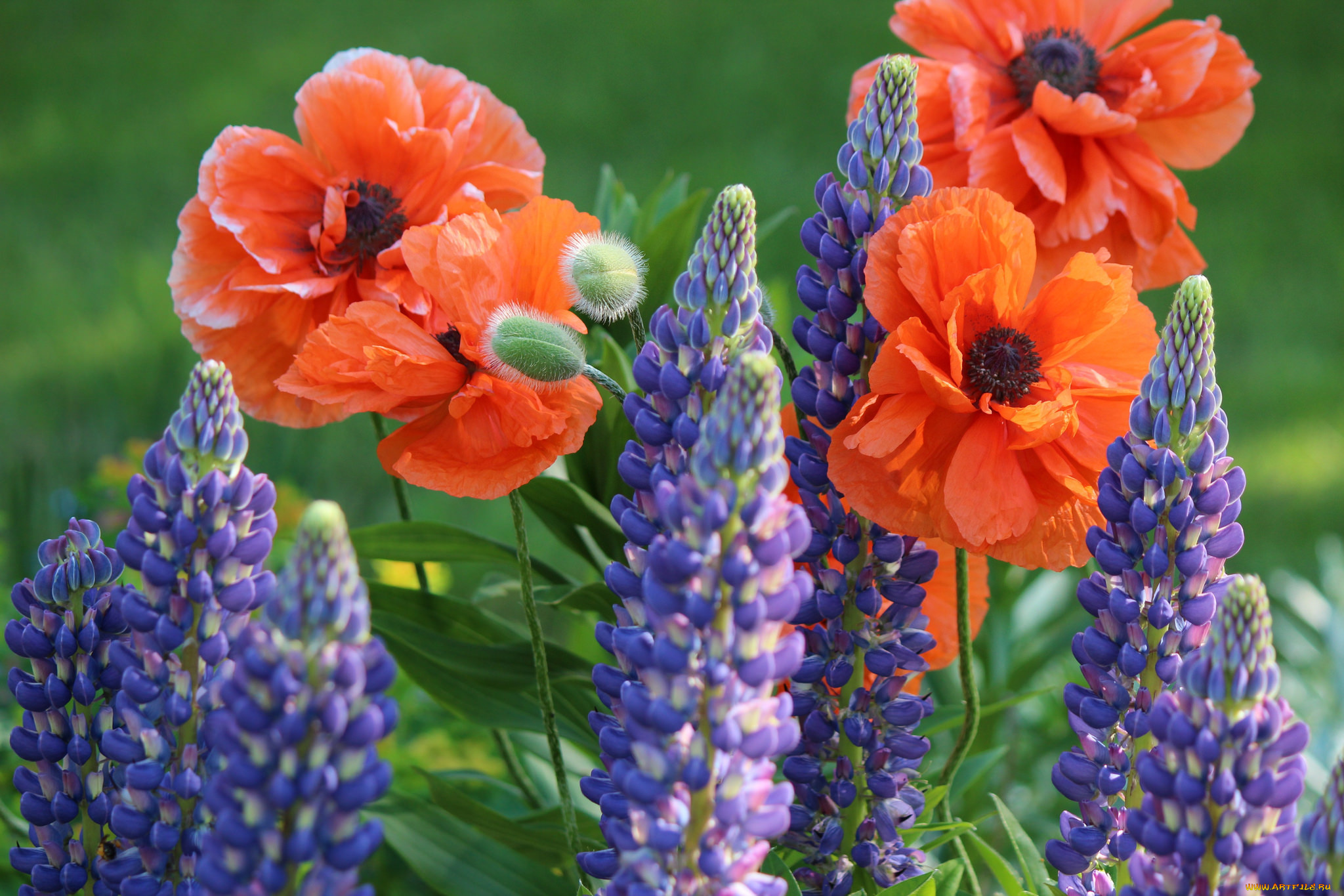 цветы, разные, вместе, люпин, маки, яркость, цвета, цветение