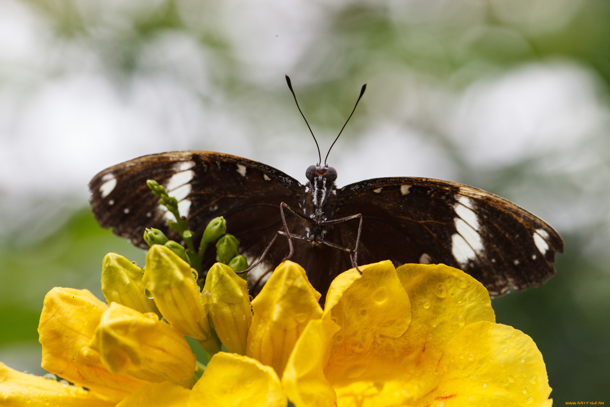 животные, бабочки, цветы, макро, бабочка