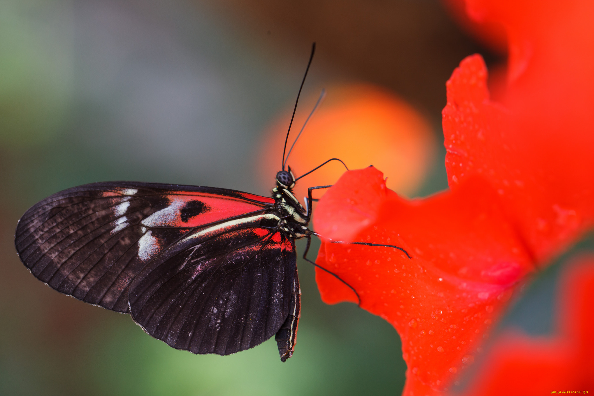 животные, бабочки, цветы, макро, бабочка