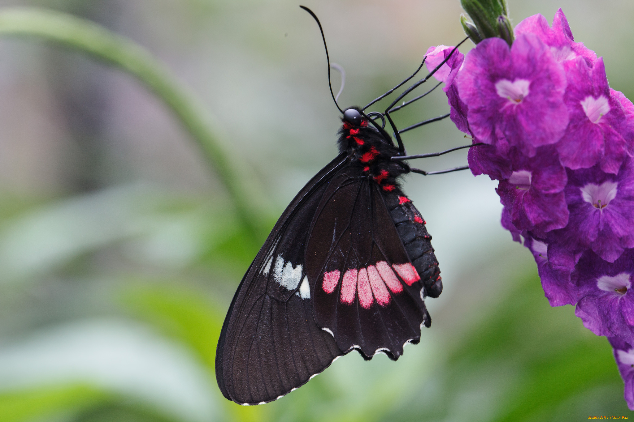 животные, бабочки, цветы, макро, бабочка