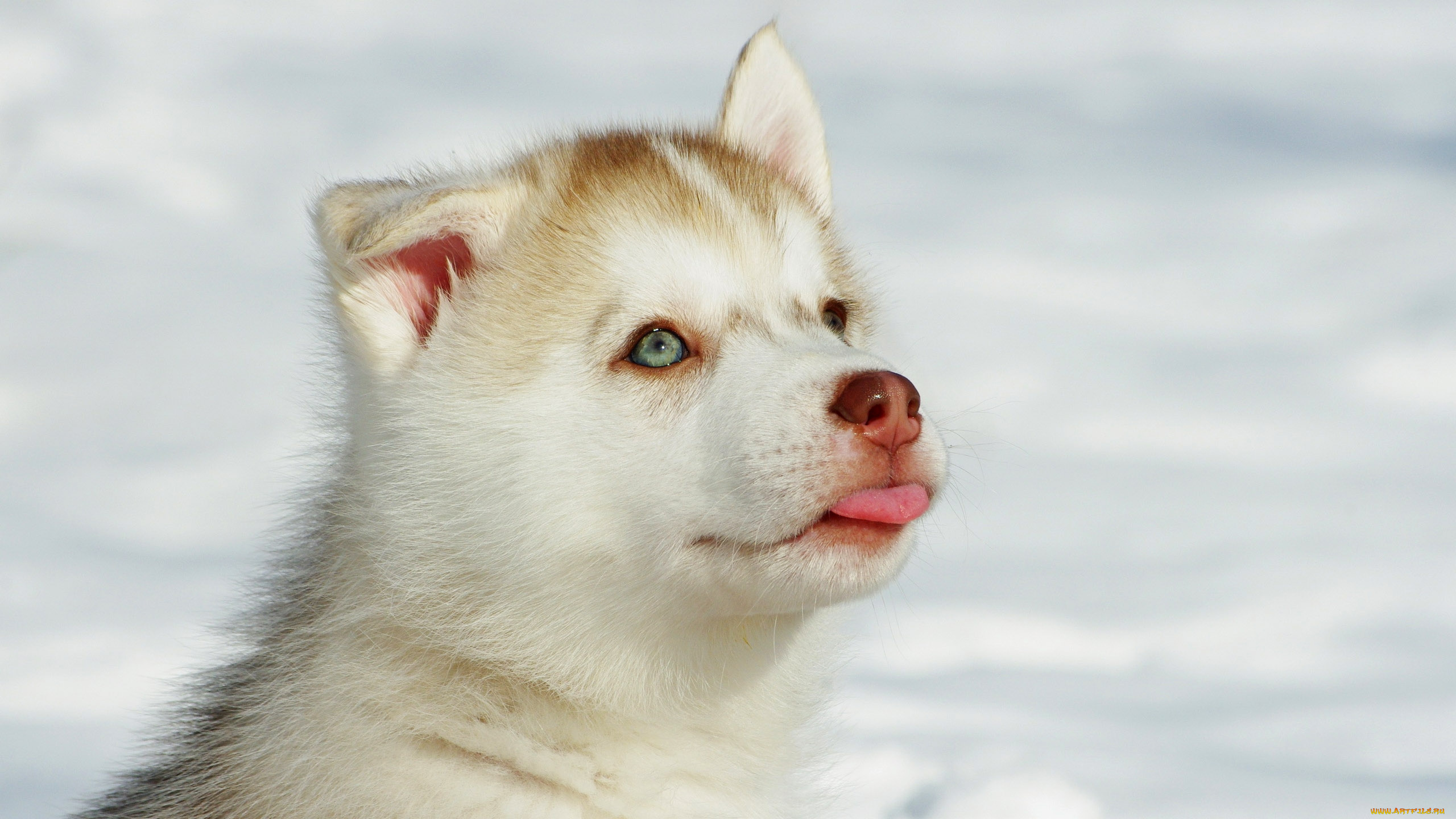 животные, собаки, взгляд, щенок