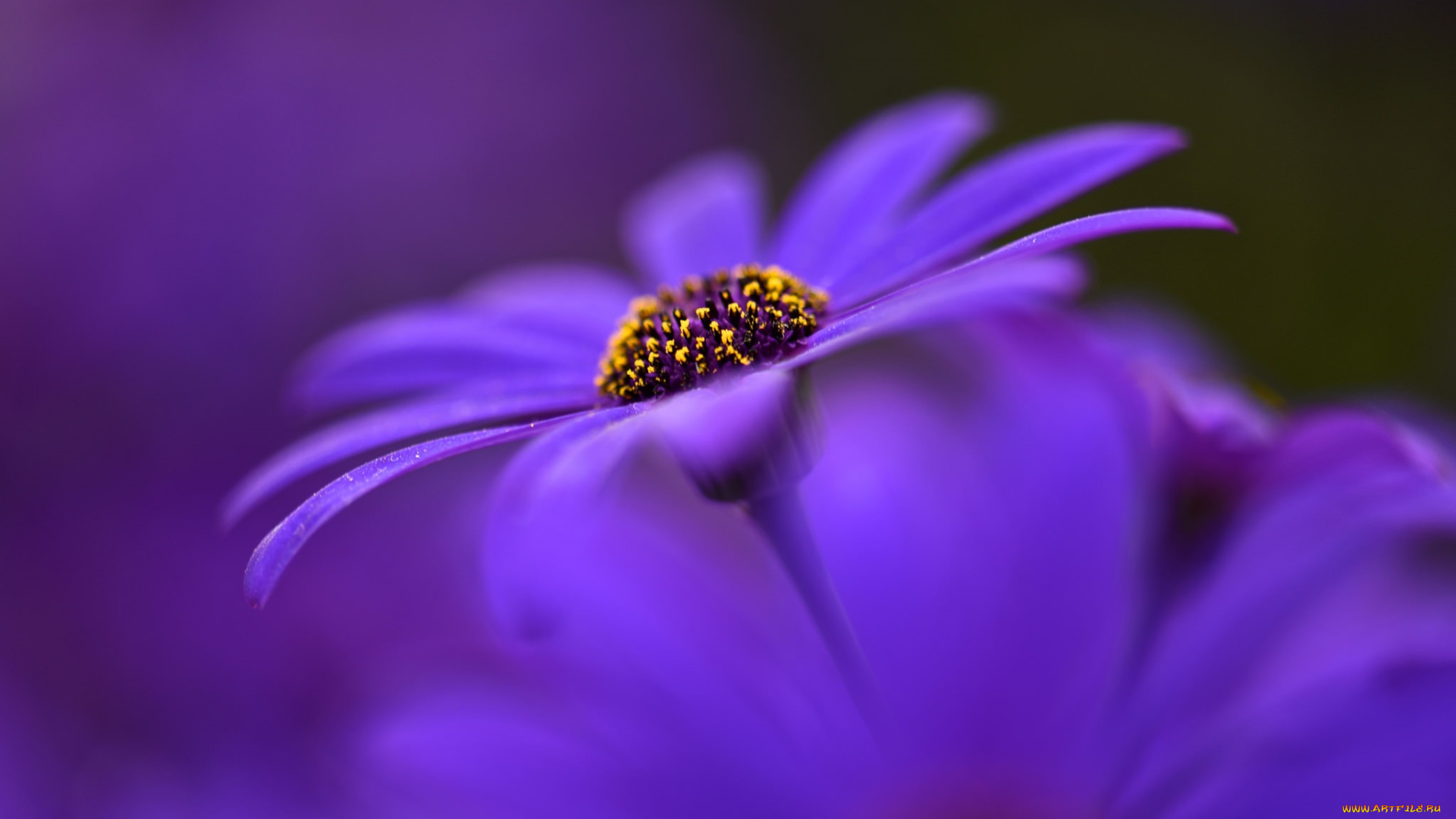 цветы, аизовые, размытость