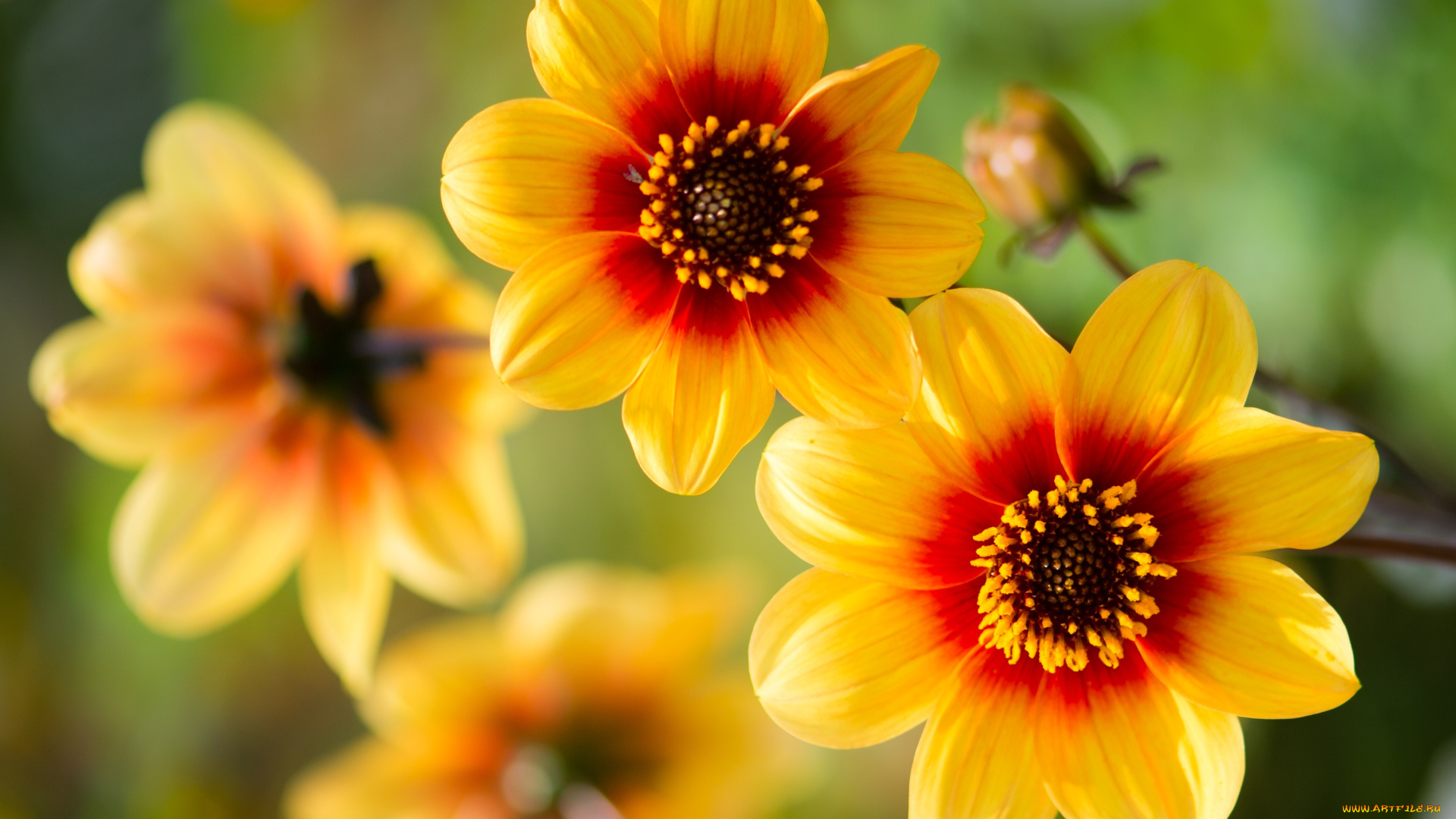 цветы, георгины, рябые