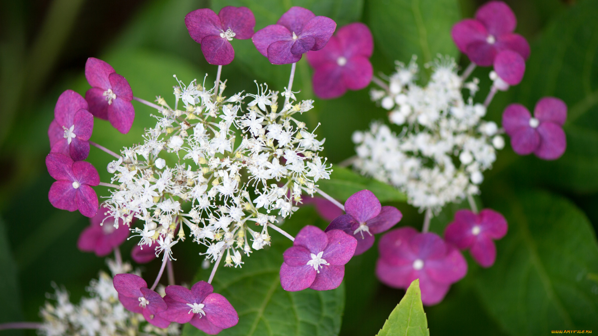 цветы, гортензия, макро