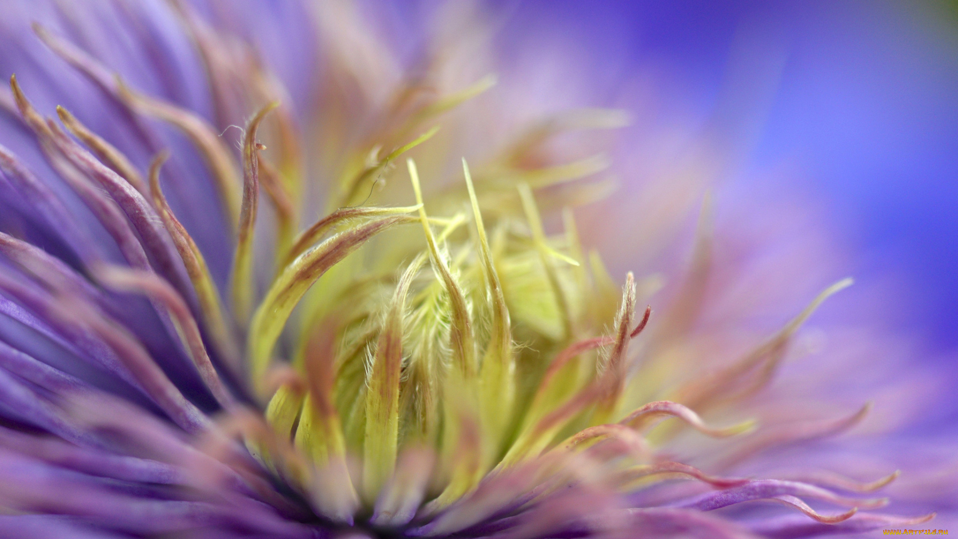 цветы, клематис, , ломонос, цветок, макро, клематис