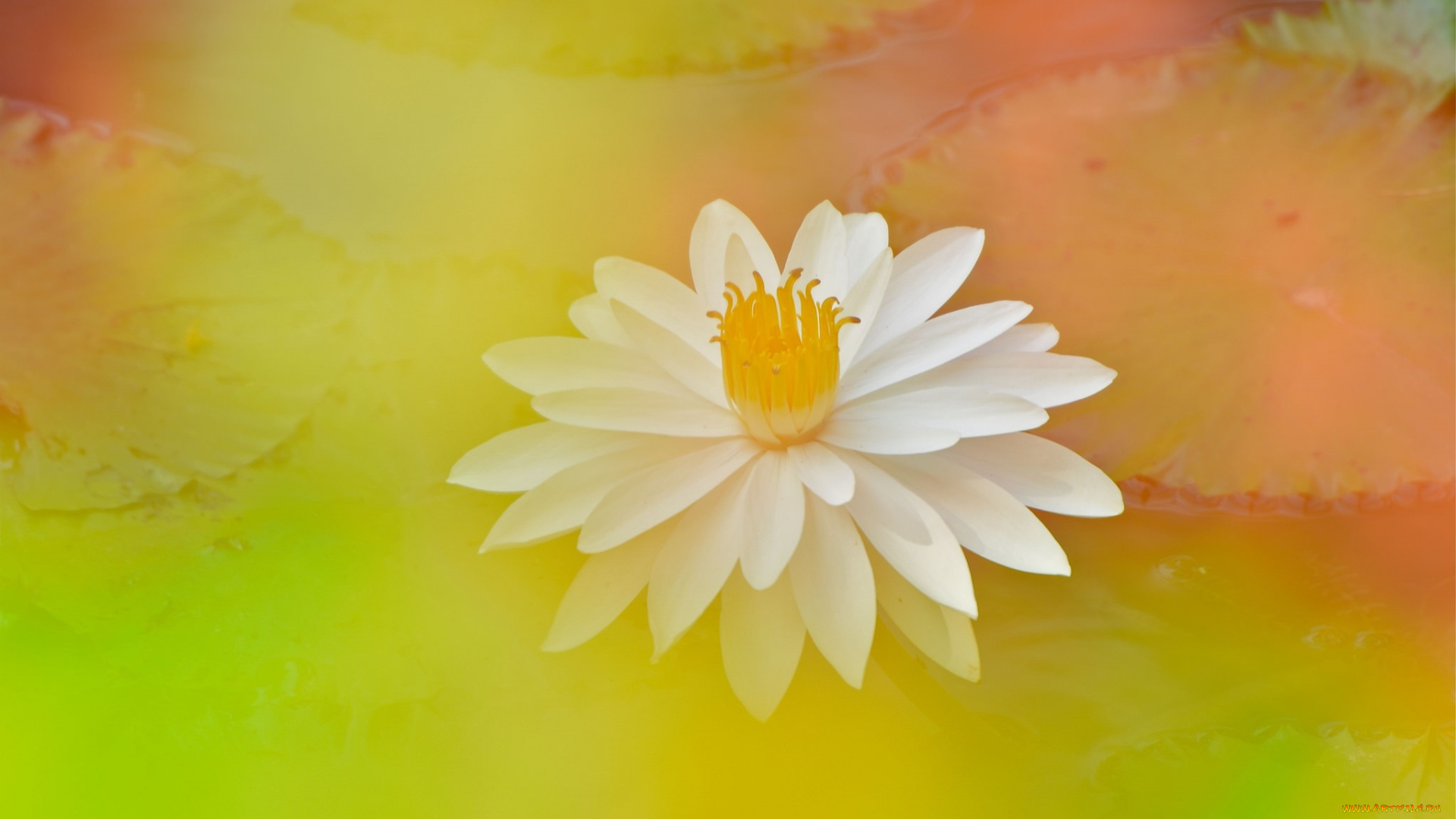 цветы, лилии, водяные, , нимфеи, , кувшинки, размытость, лилиия, цветок