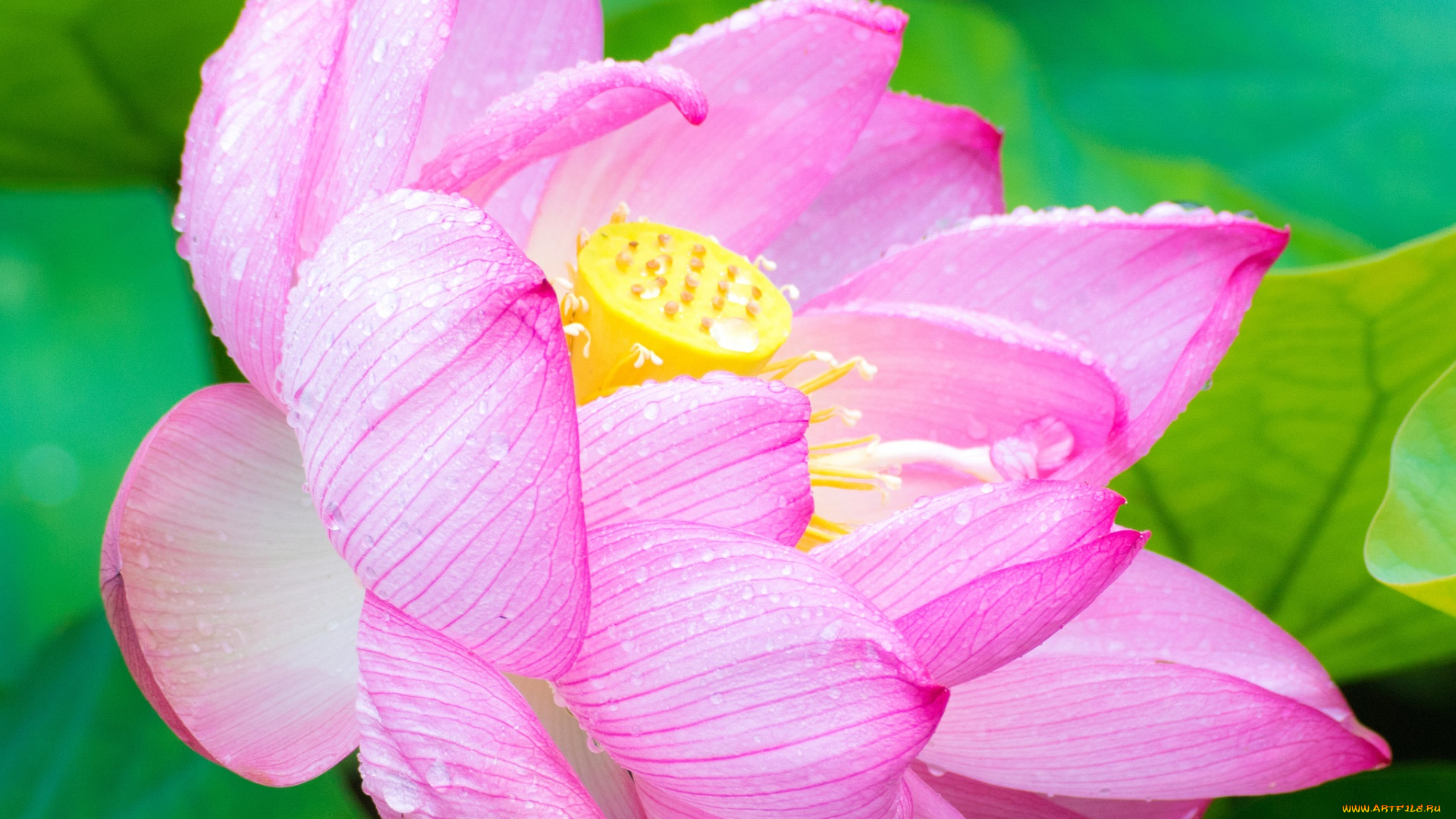 цветы, лотосы, лепестки, лотос, цветок, розовый, макро, роса