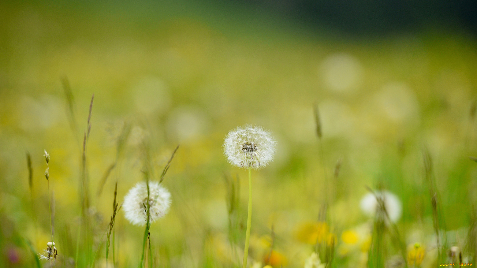 цветы, одуванчики, луг, трава
