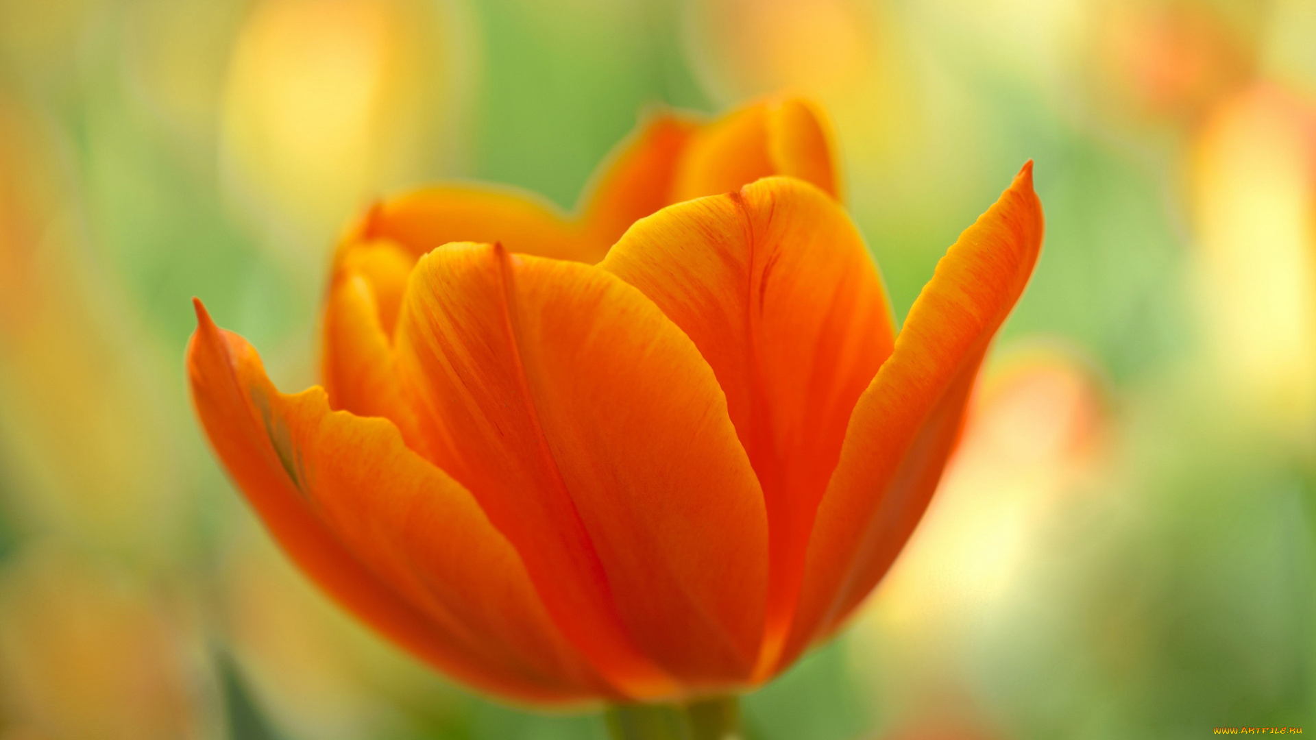 цветы, тюльпаны, оранжевый, лепестки