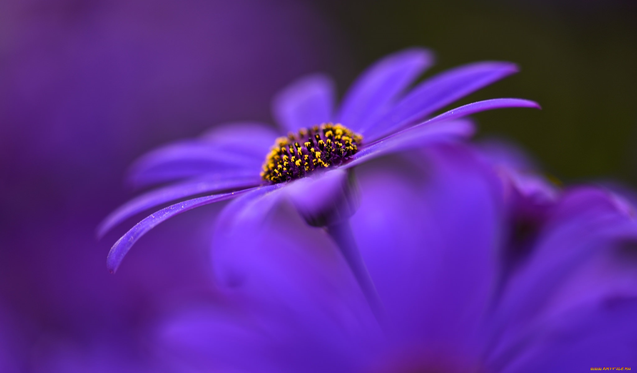 цветы, аизовые, размытость