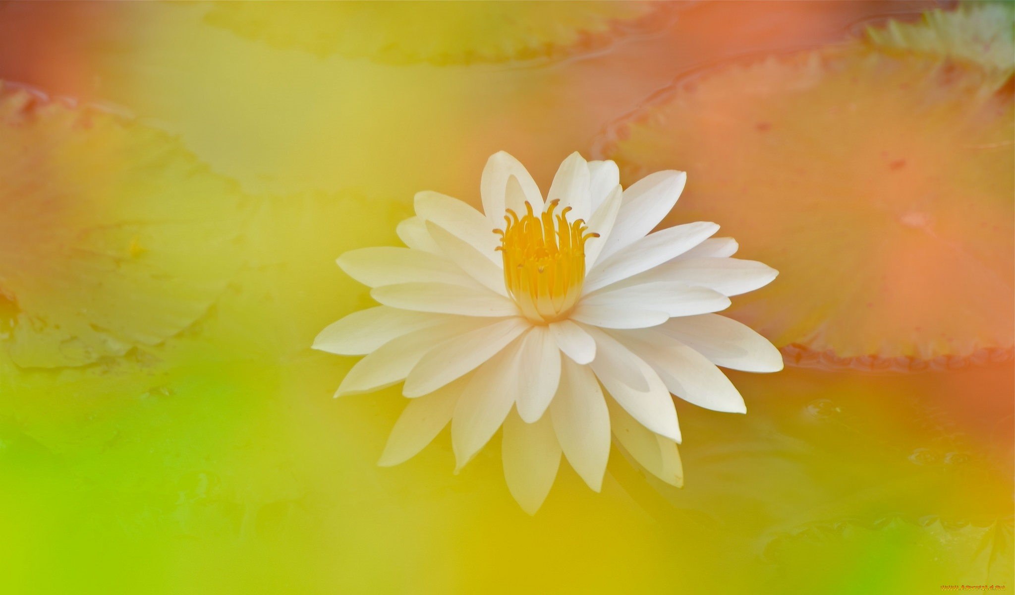 цветы, лилии, водяные, , нимфеи, , кувшинки, размытость, лилиия, цветок