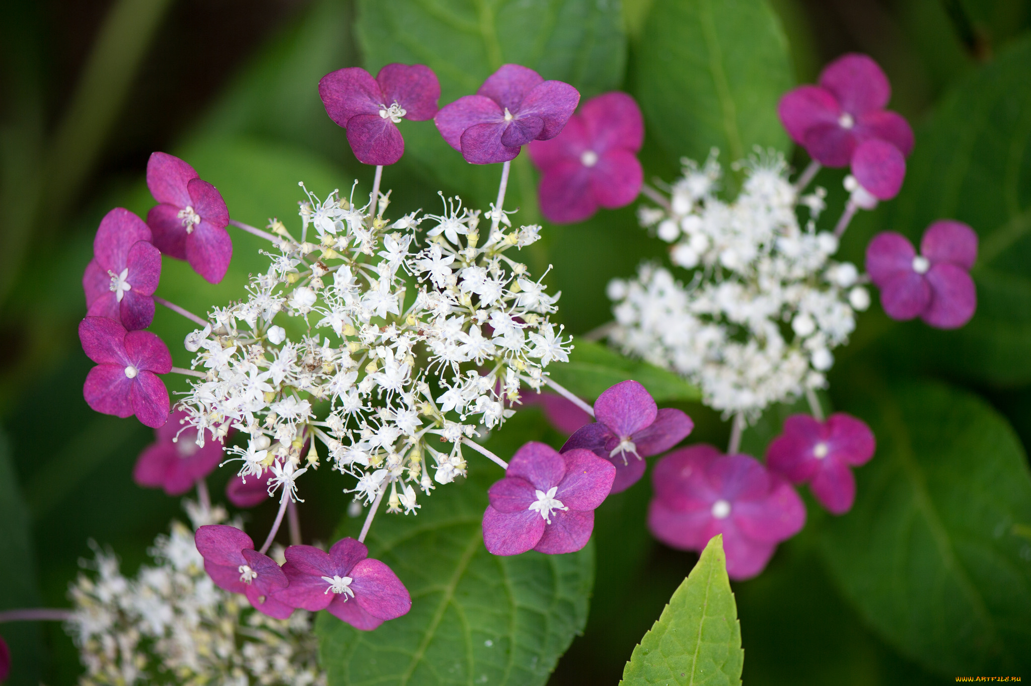 цветы, гортензия, макро