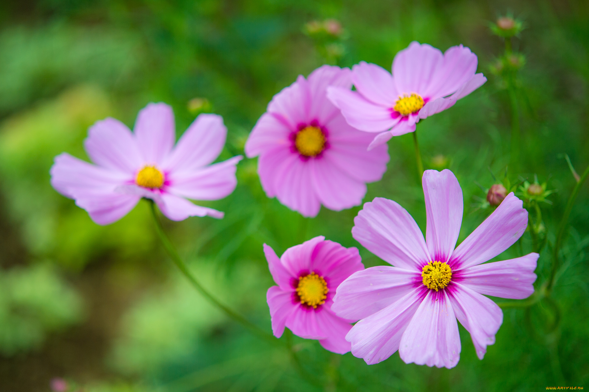 цветы, космея