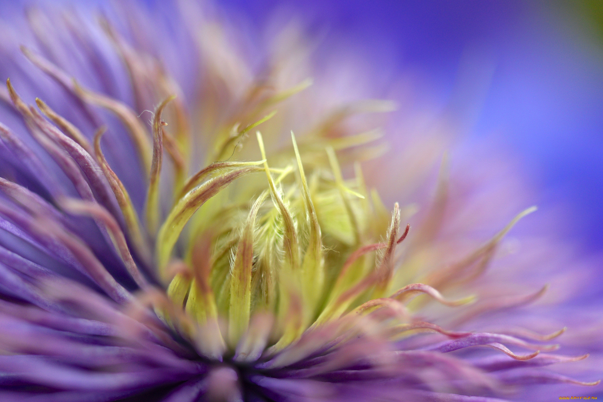 цветы, клематис, , ломонос, цветок, макро, клематис