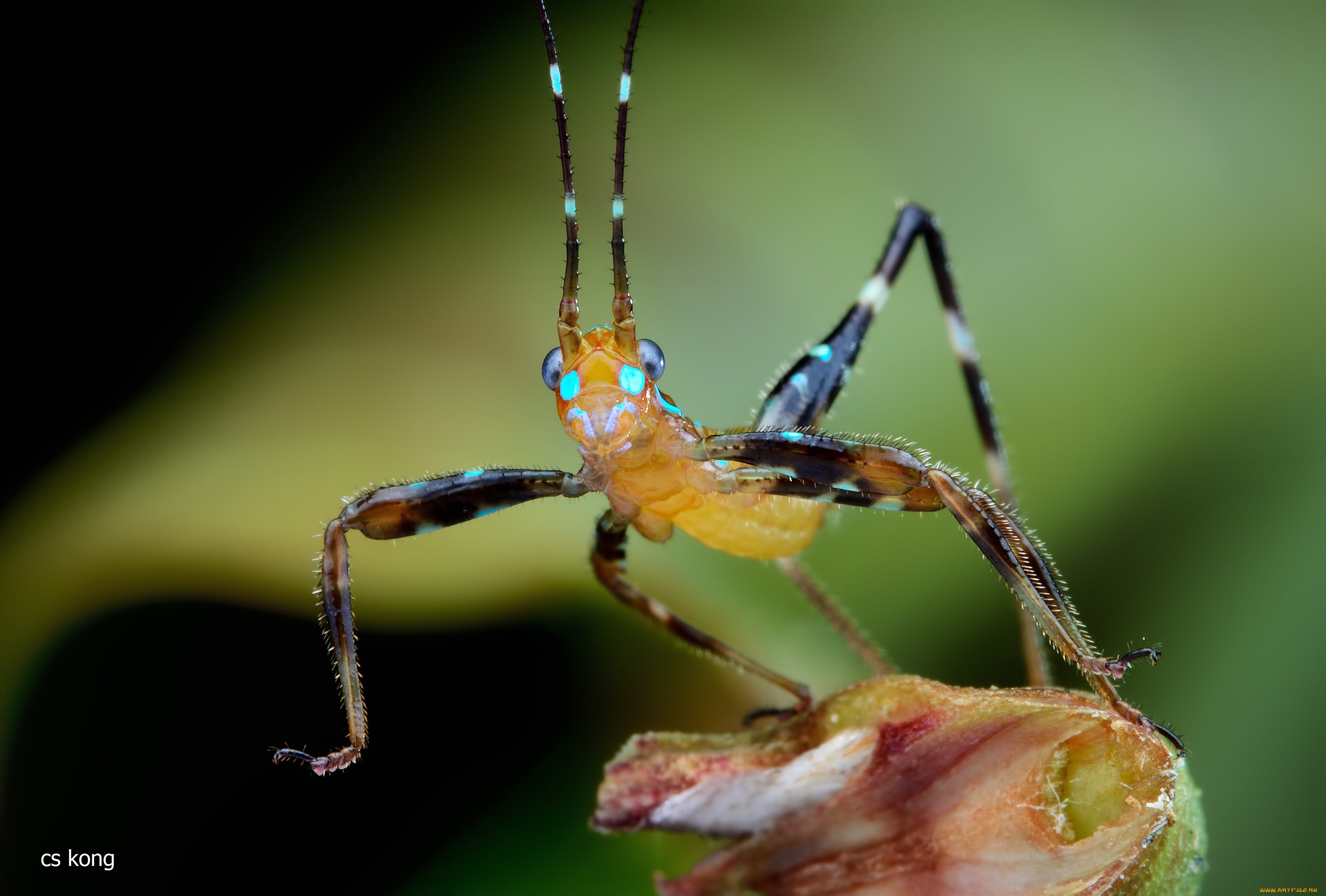 животные, кузнечики, , саранча, лист, кузнечик, фон, макро