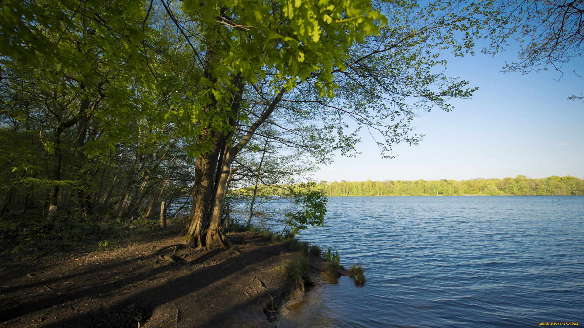 природа, реки, озера, река, лес