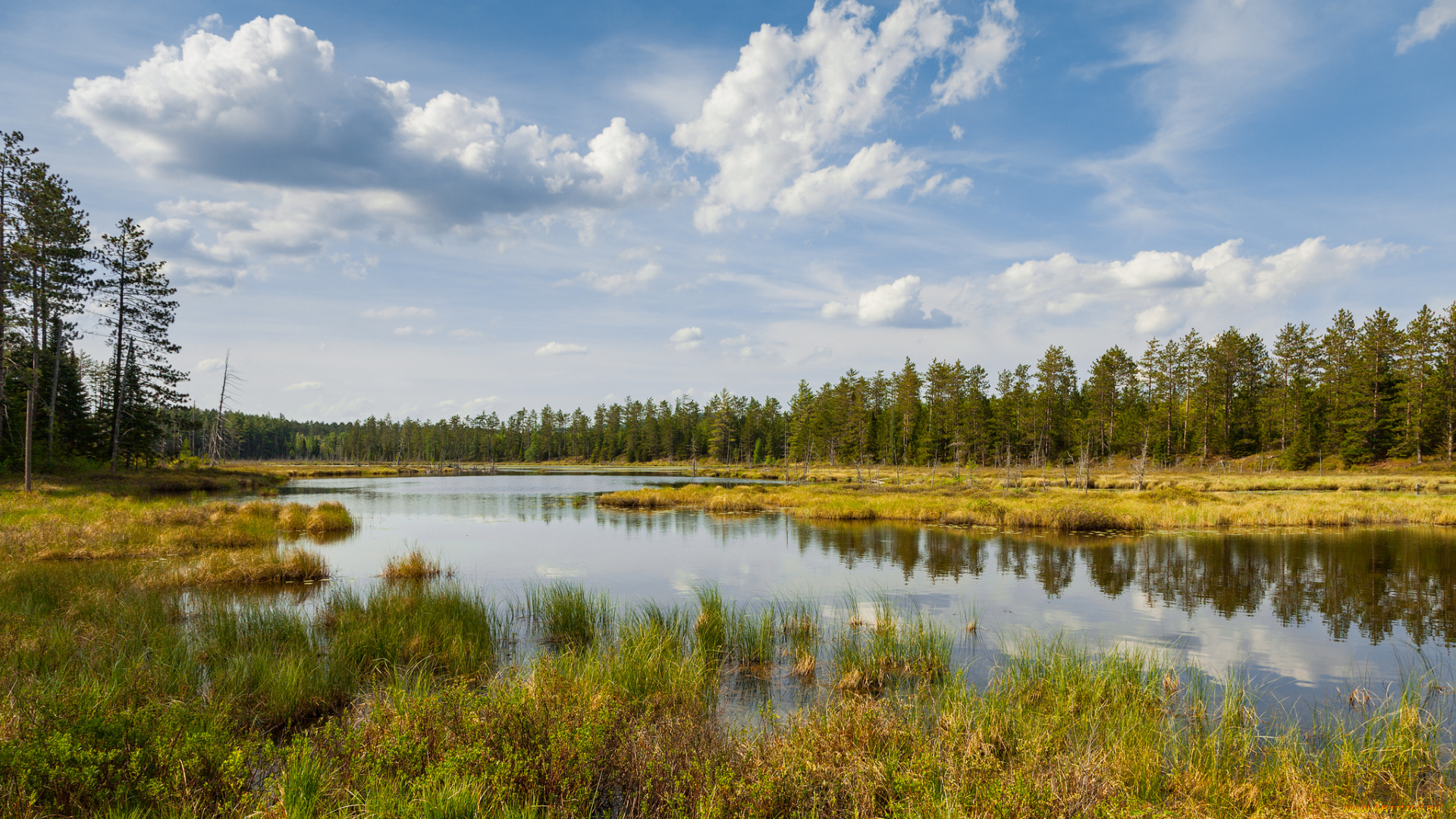 природа, реки, озера, река, лес