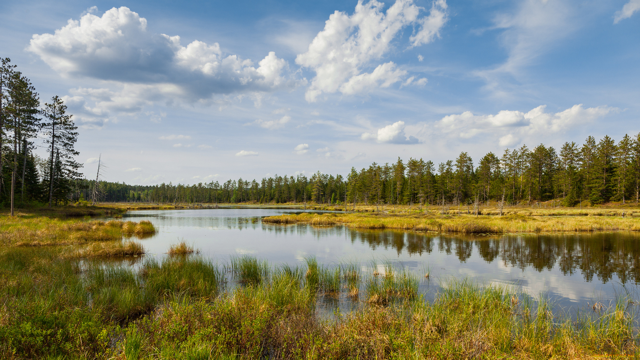 природа, реки, озера, река, лес