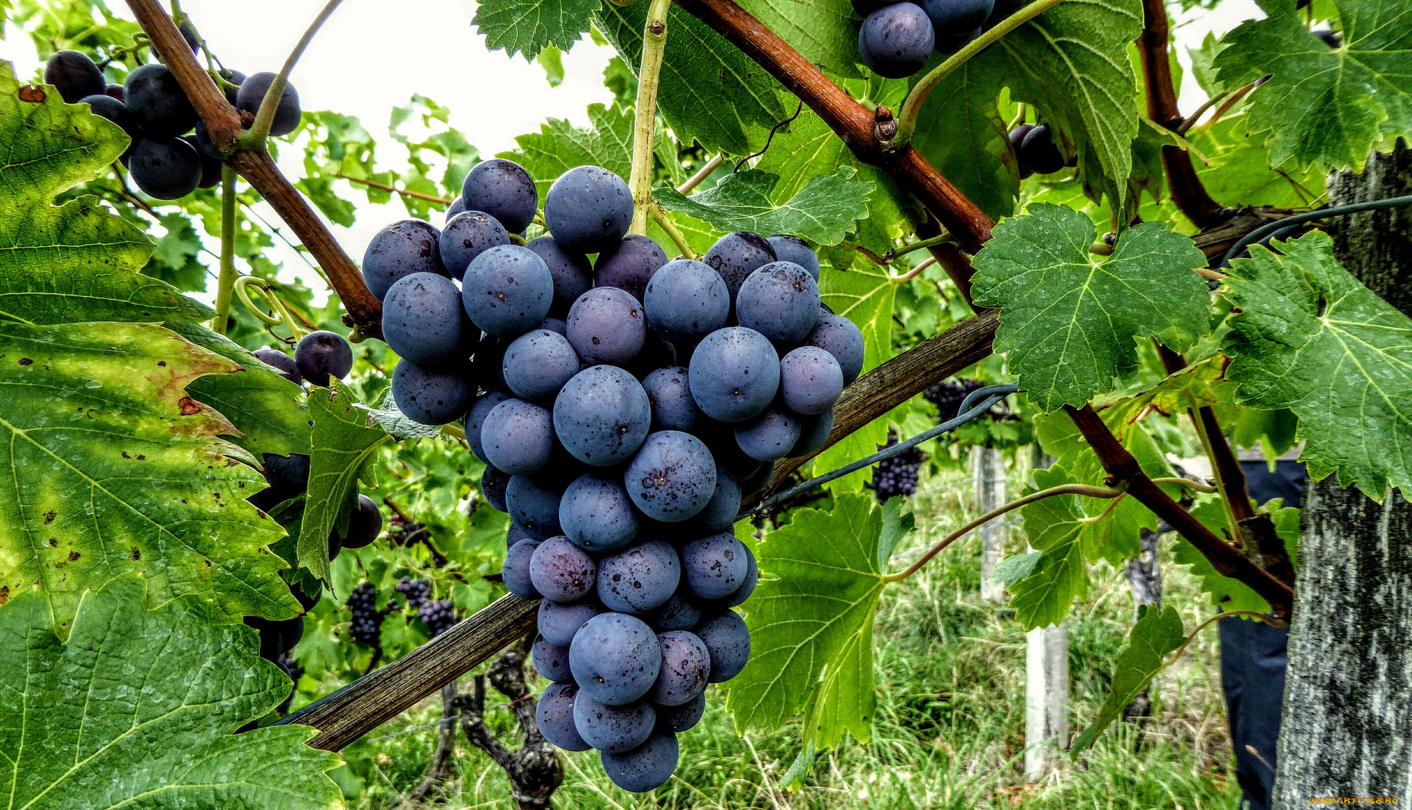 природа, Ягоды, , виноград, лоза