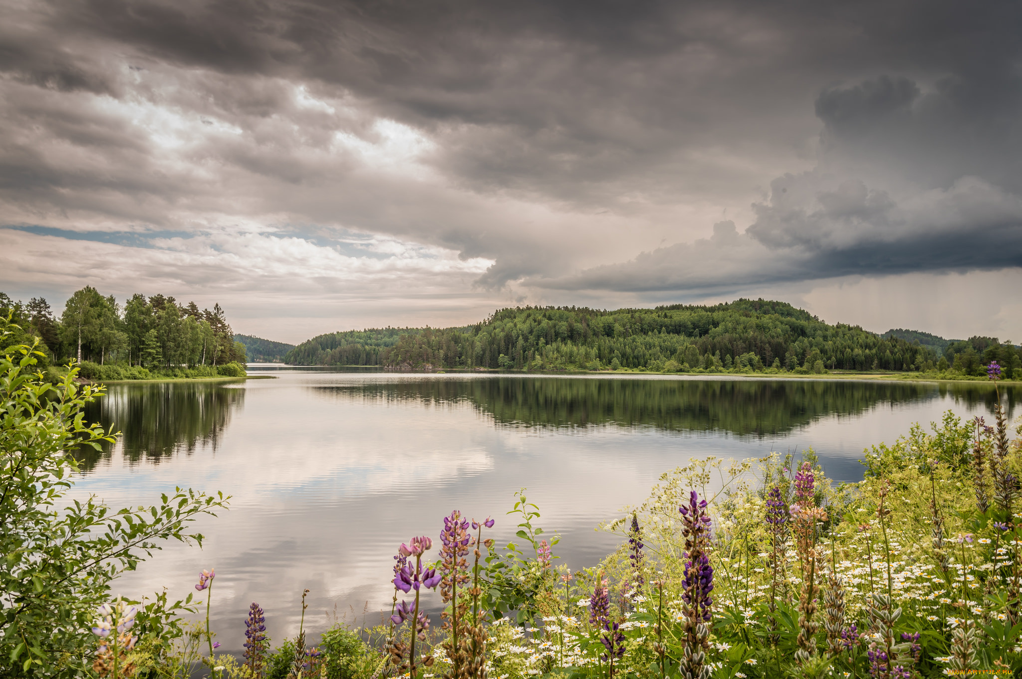 природа, реки, озера, река, лес