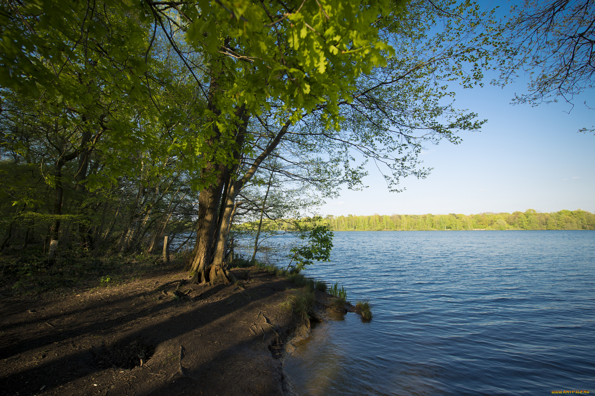 природа, реки, озера, река, лес