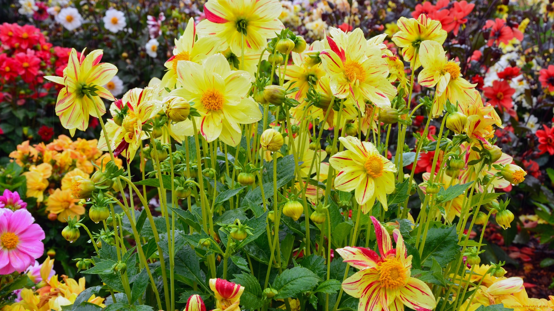 цветы, георгины, желтый, цвет