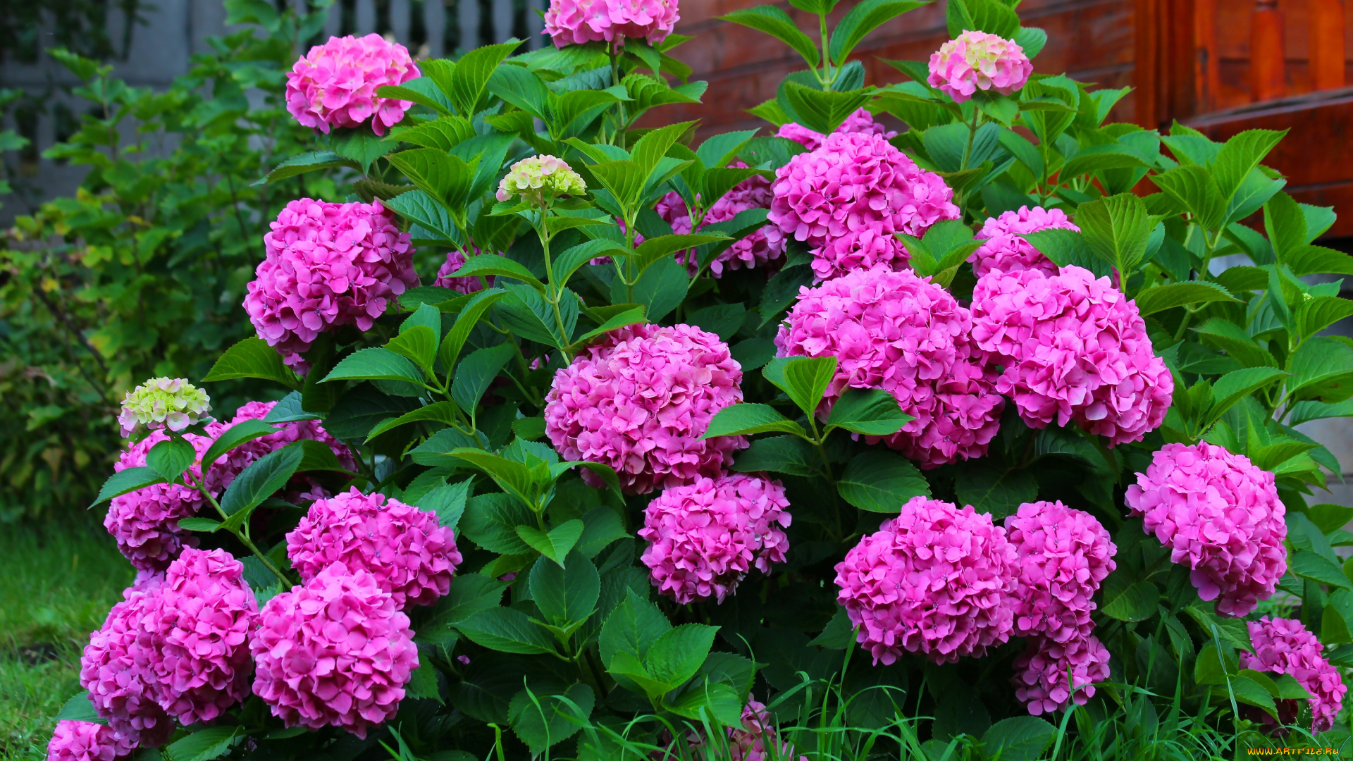 цветы, гортензия, крупнолистная, осень, природа, красота, дача, цветение