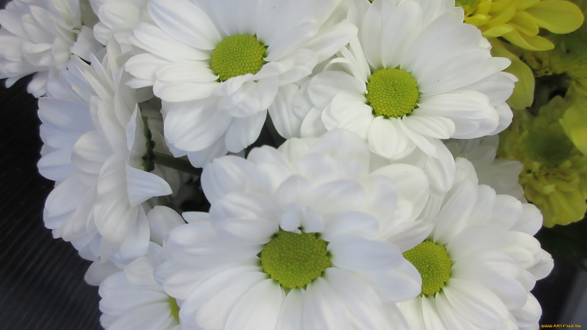 цветы, хризантемы, белые