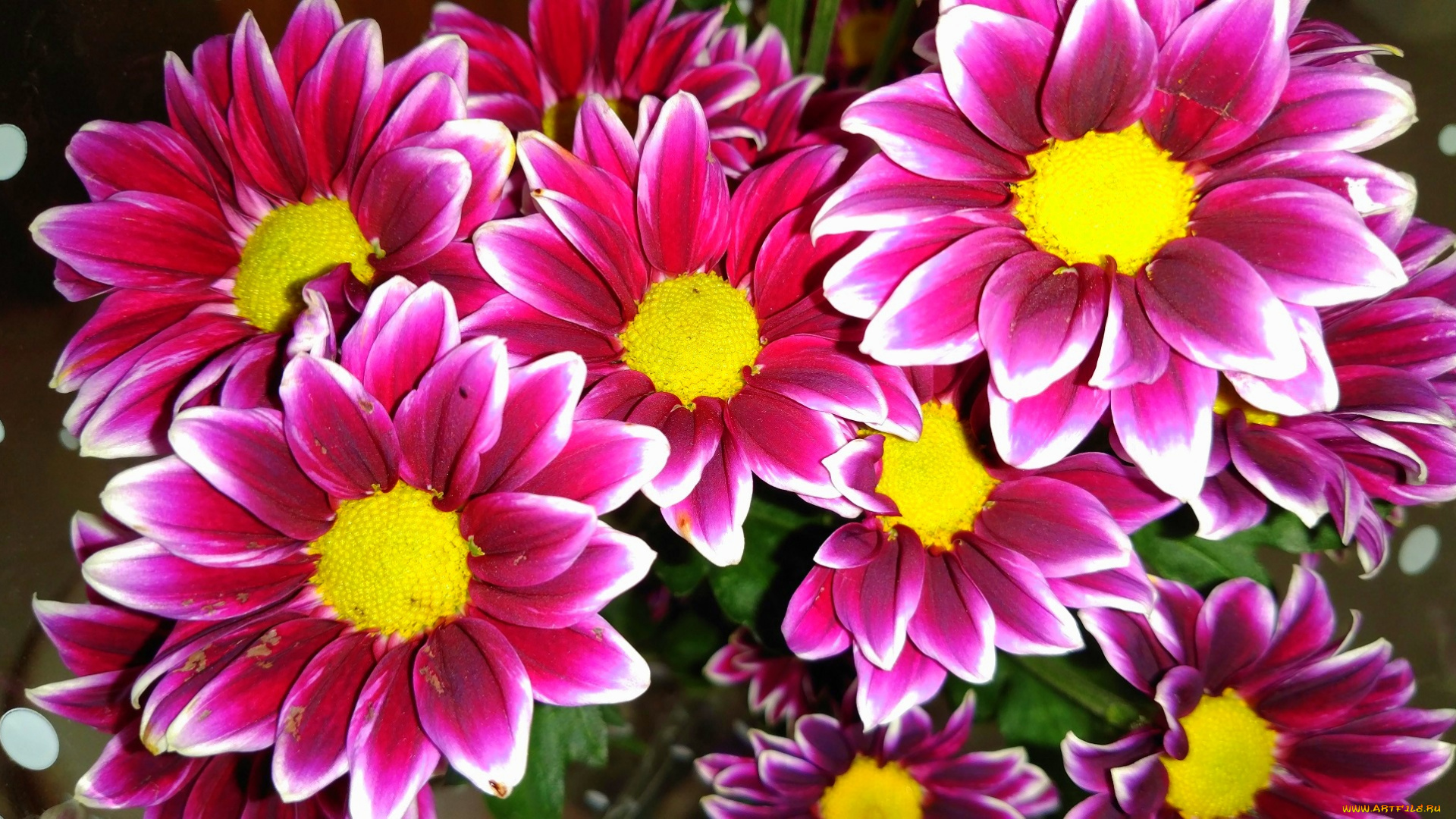 цветы, хризантемы, яркие