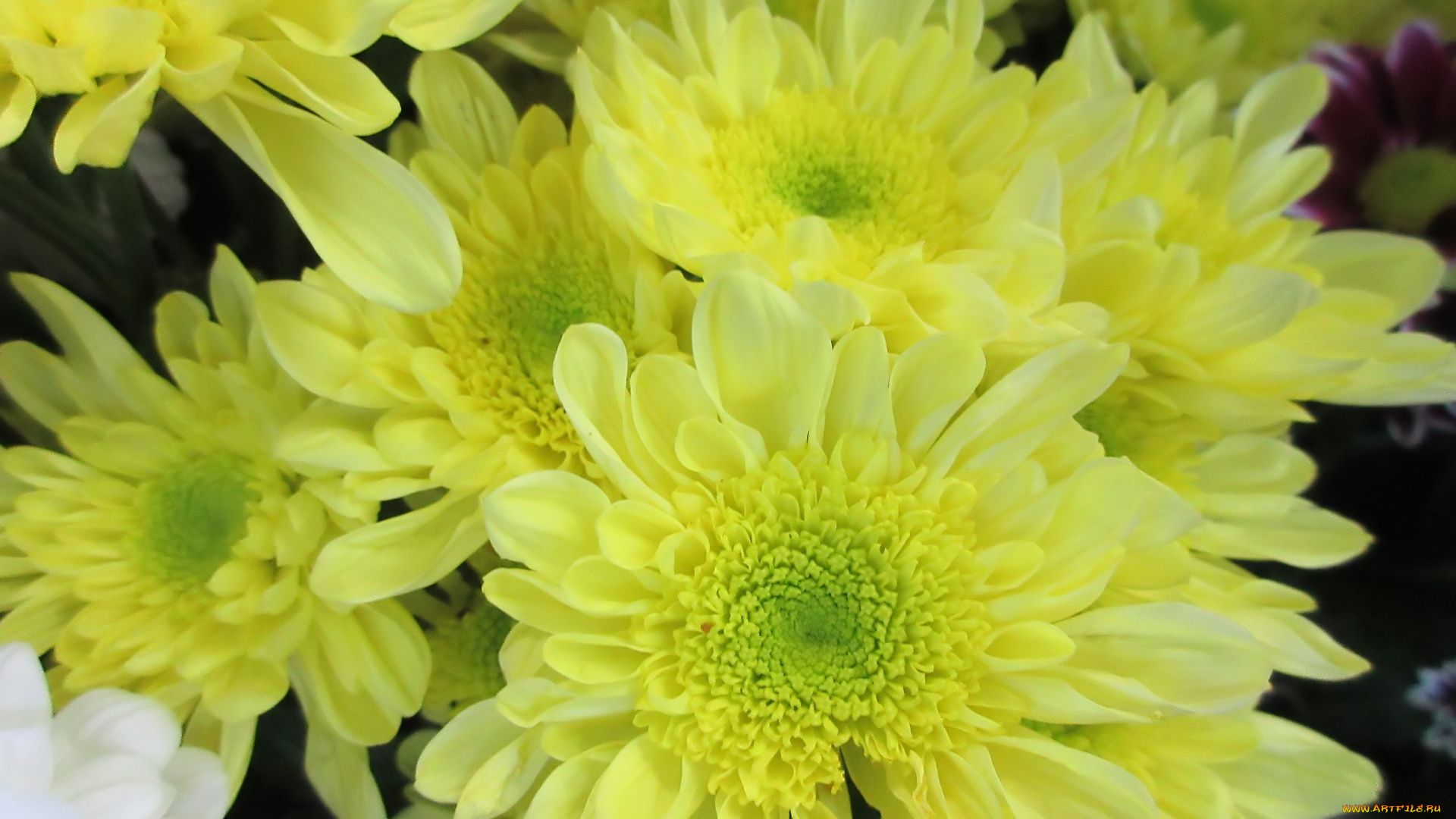 цветы, хризантемы, жёлтые