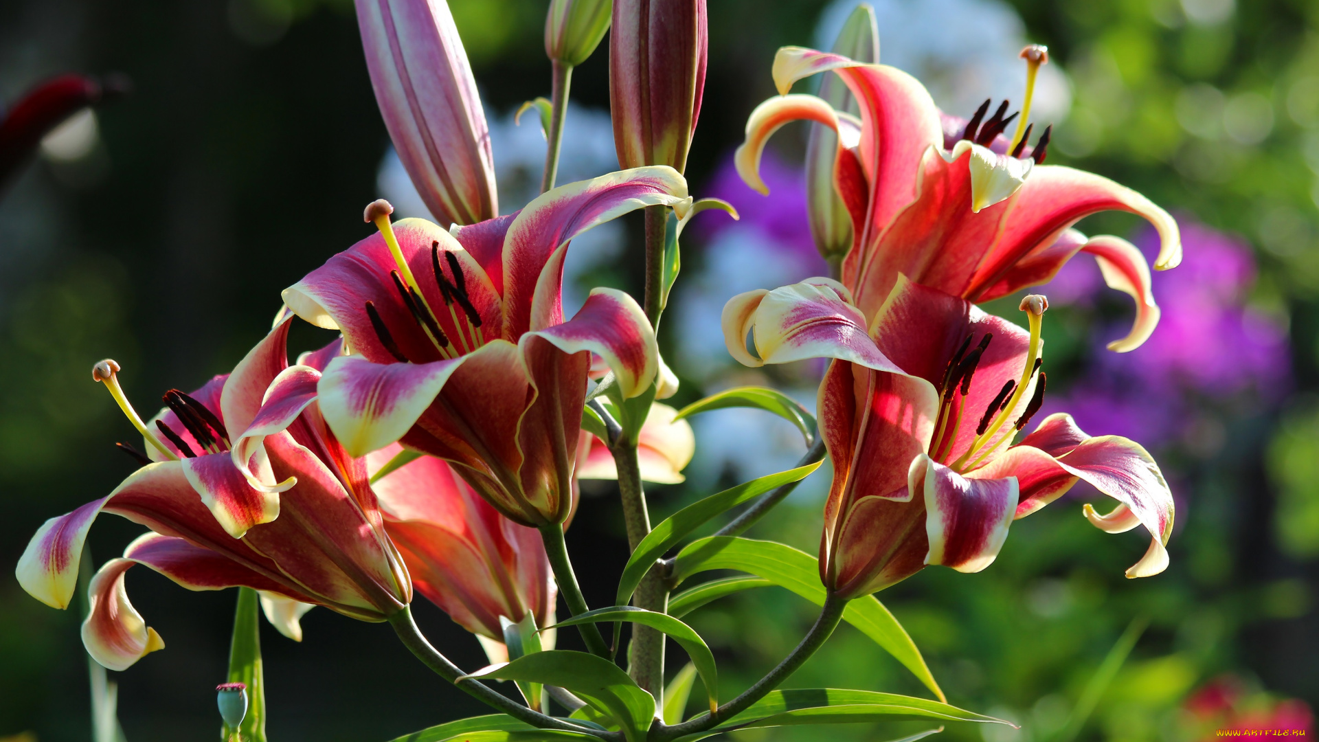 цветы, лилии, , лилейники, природа, лето, красота, дача, цветение