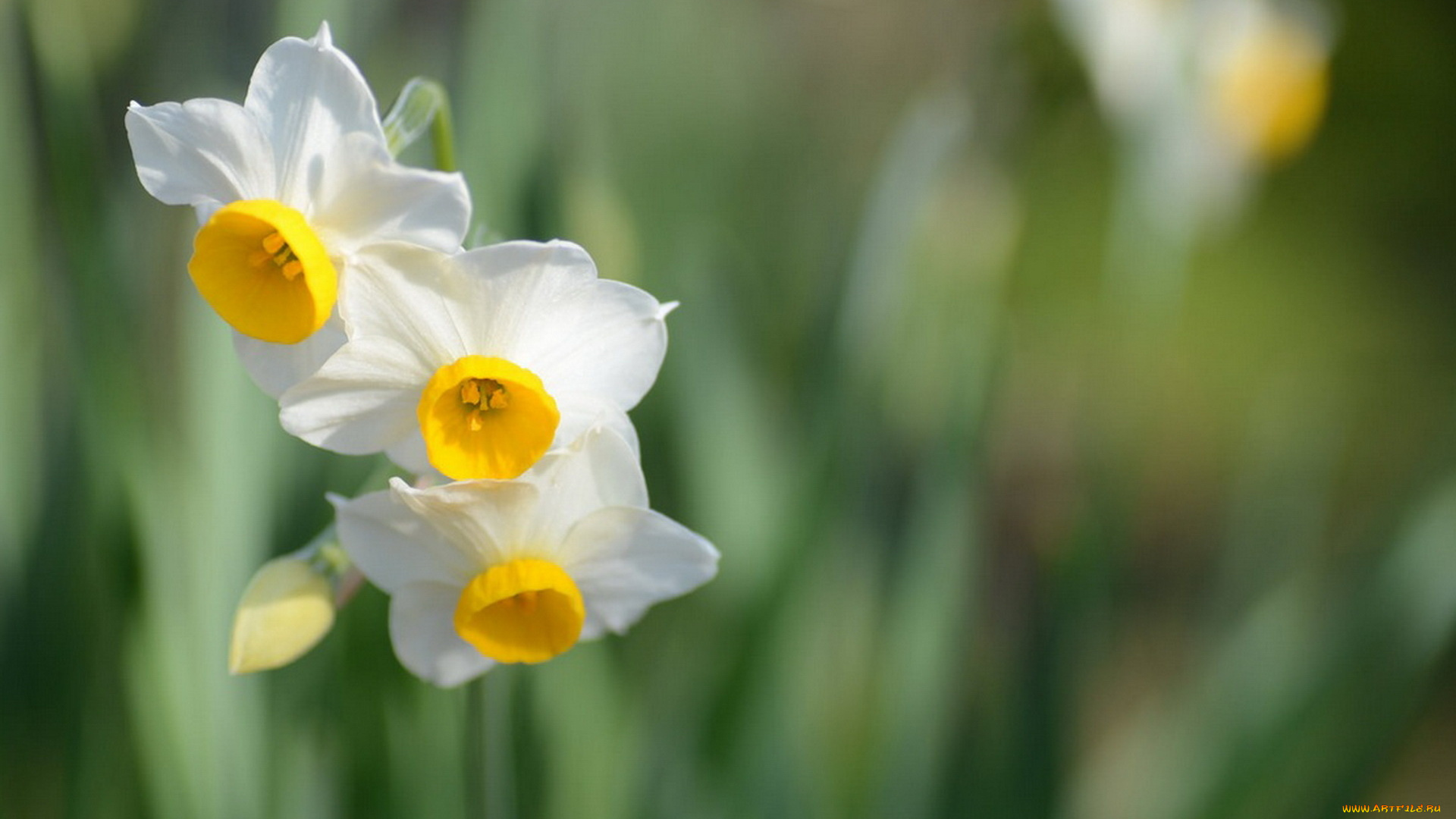 цветы, нарциссы, цветок