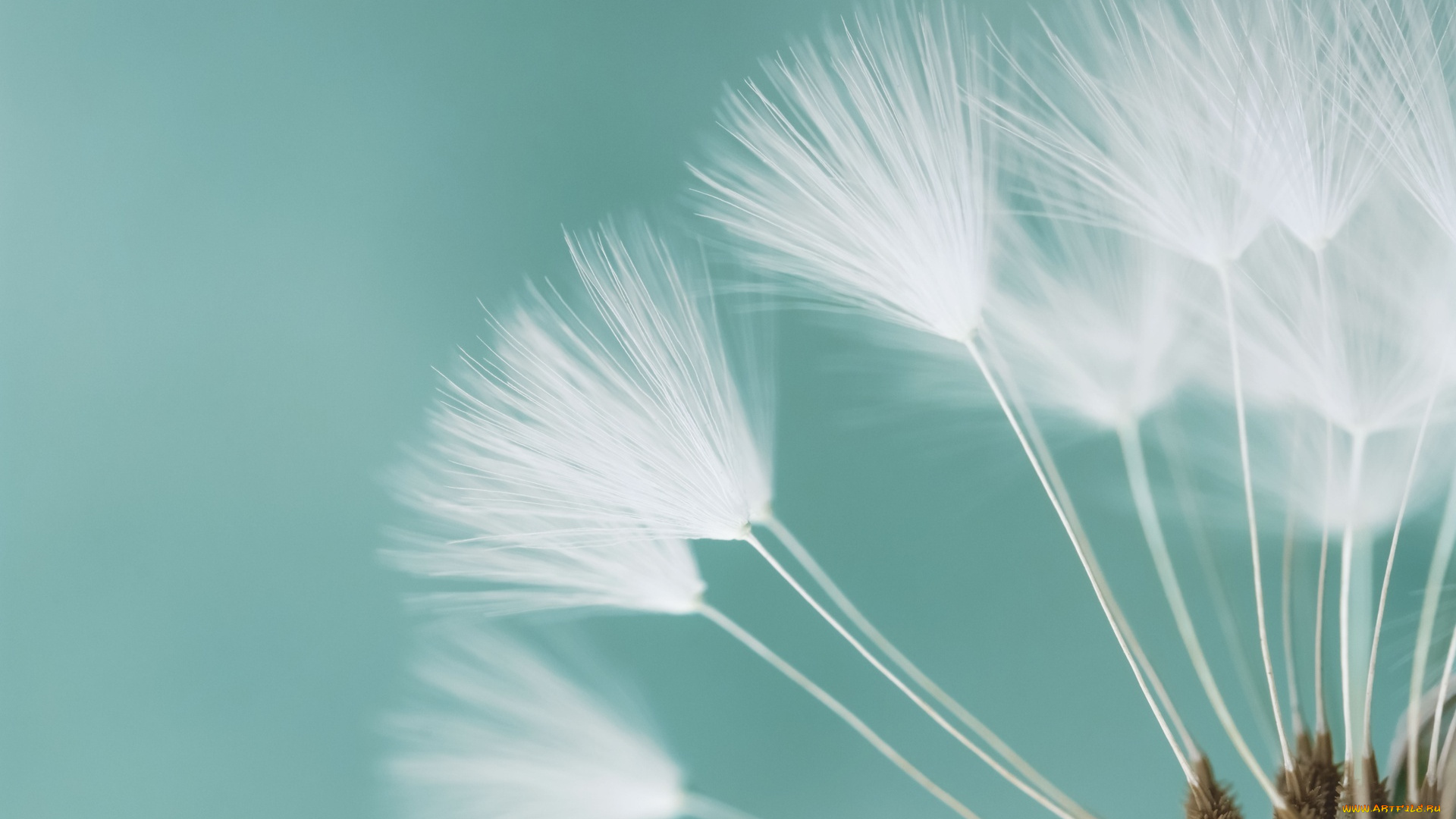 цветы, одуванчики, макро, семена, одуванчик