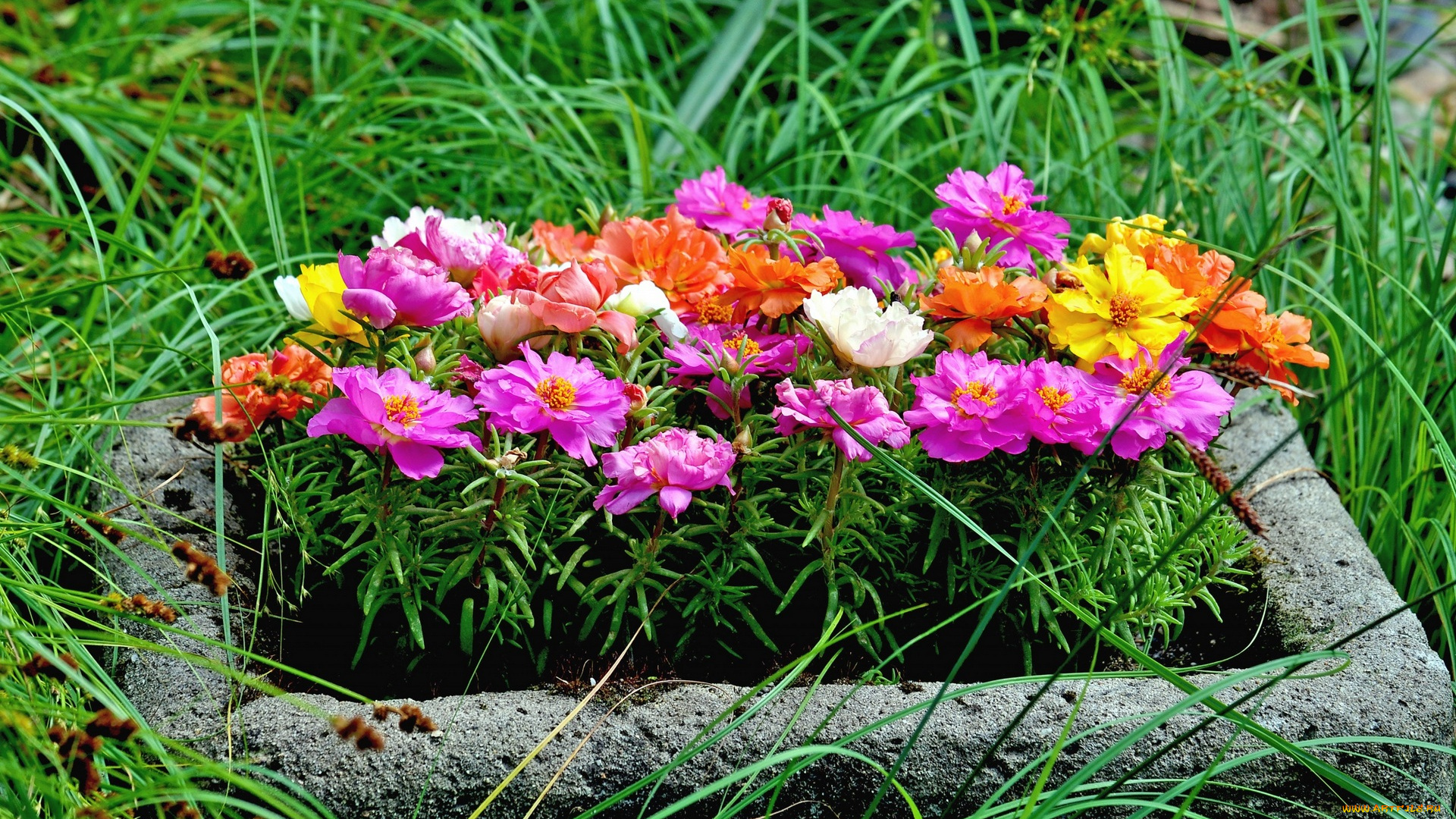 цветы, портулак, разноцветные