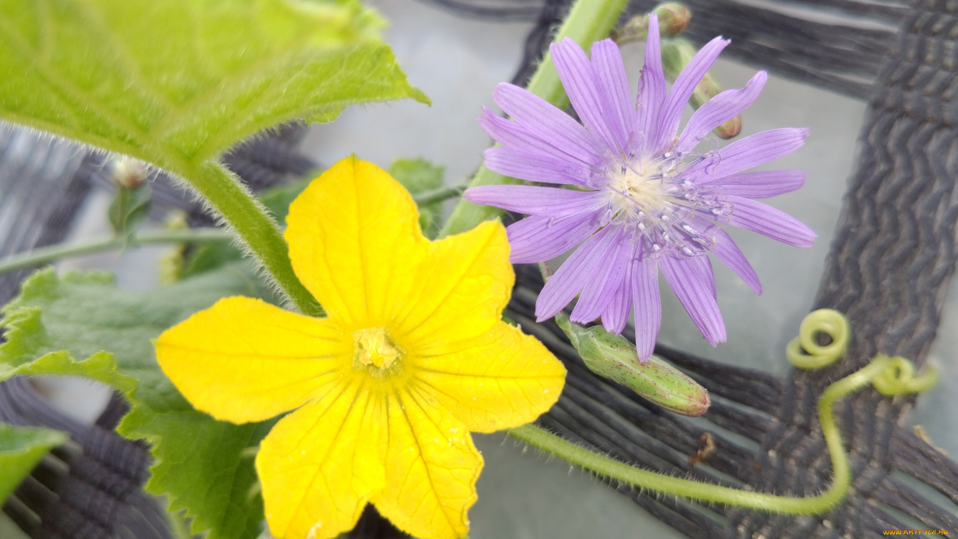 цветы, разные, вместе, цветок, огурца