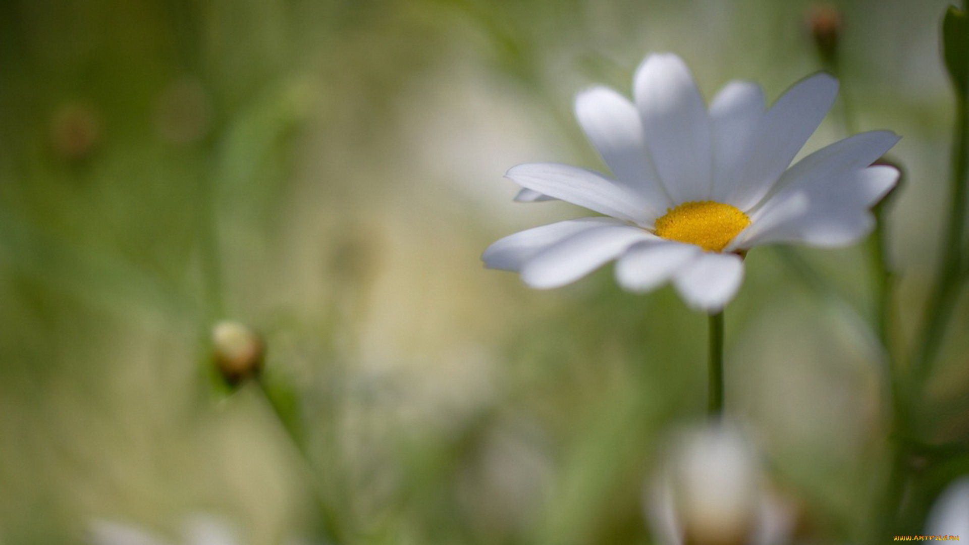 цветы, ромашки, цветок