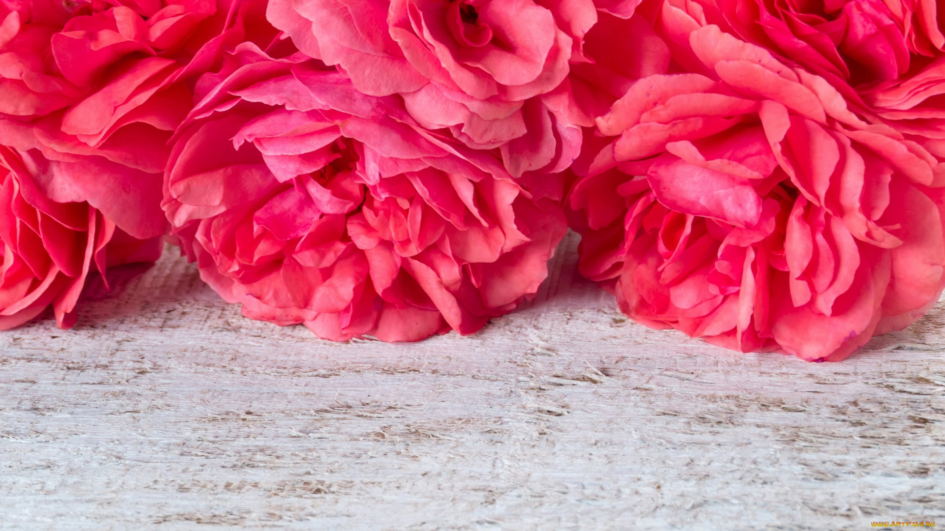 цветы, розы, бутон