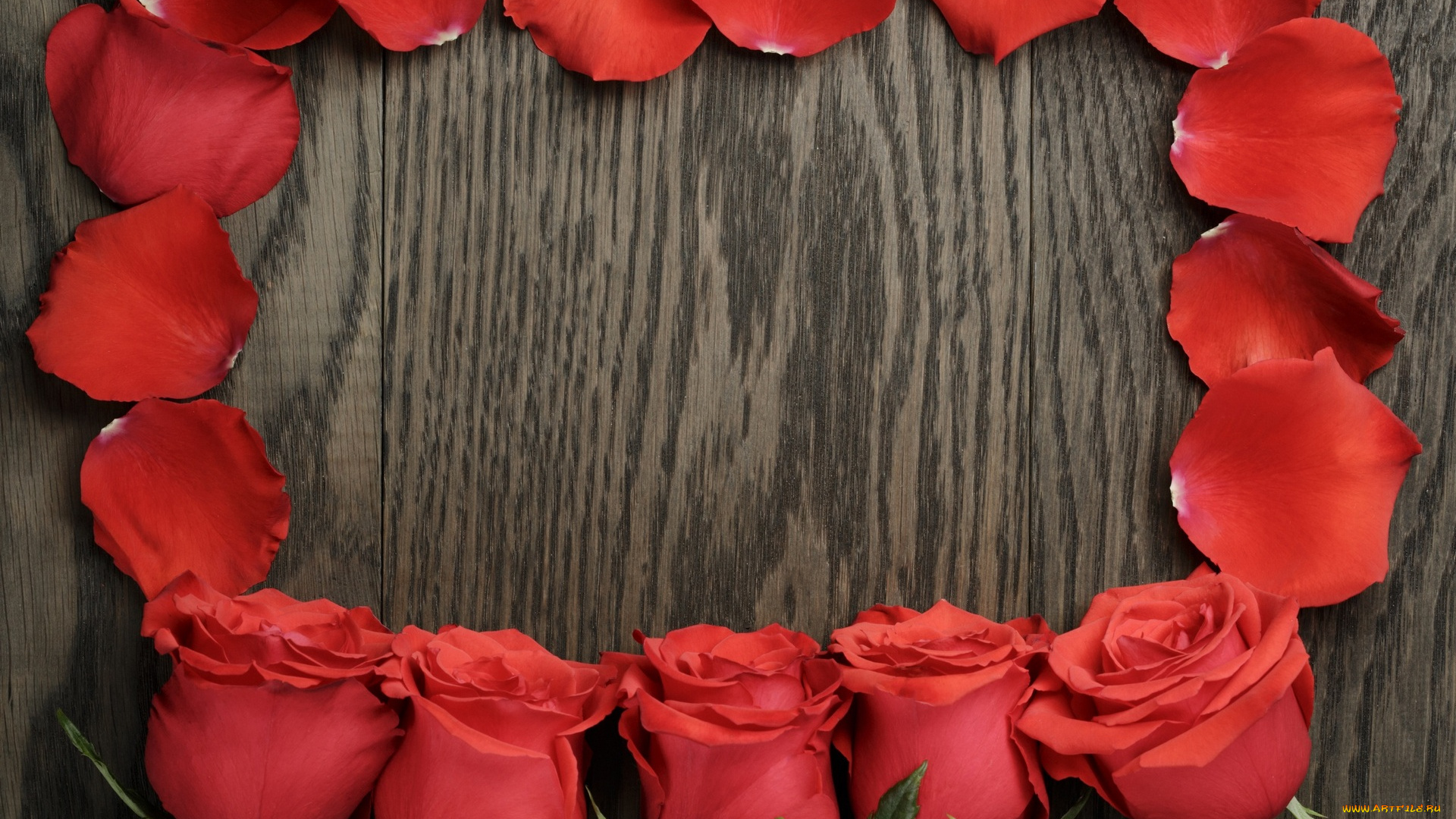 цветы, розы, красный, цвет