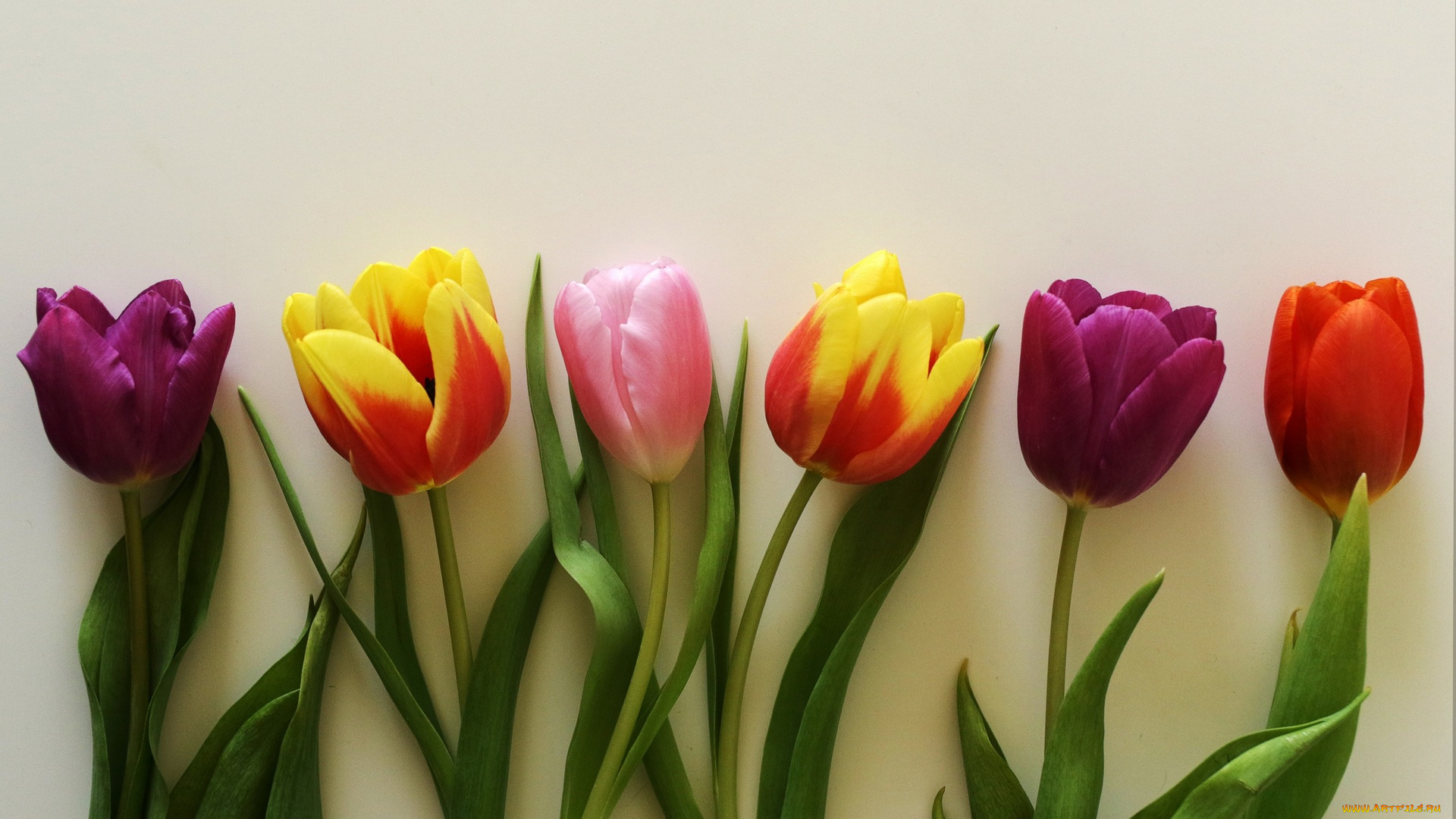 цветы, тюльпаны, разноцветные